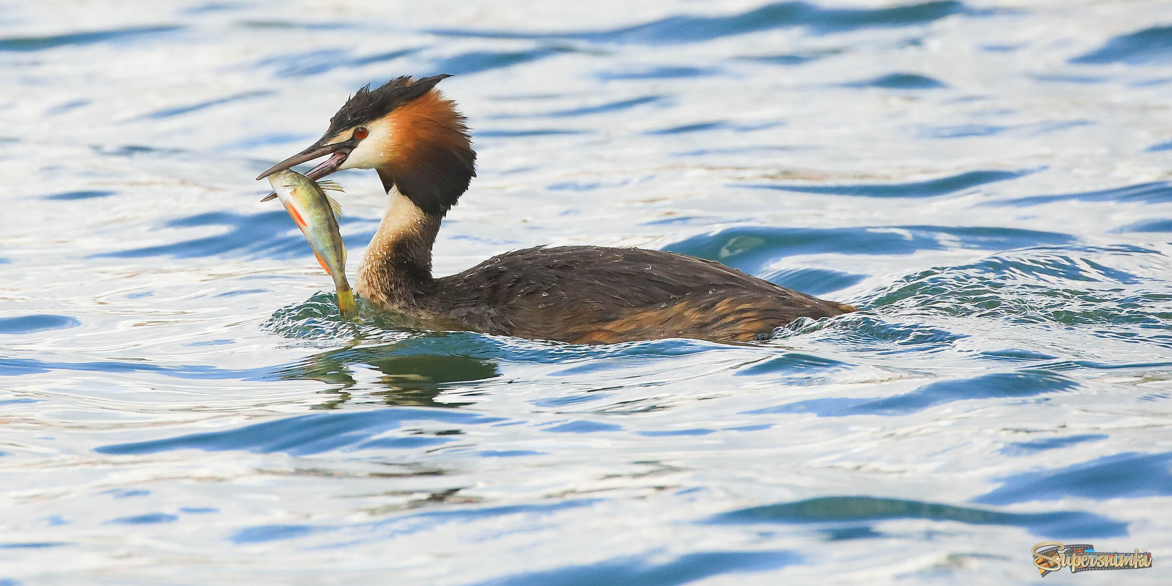 Попробуй проглоти!