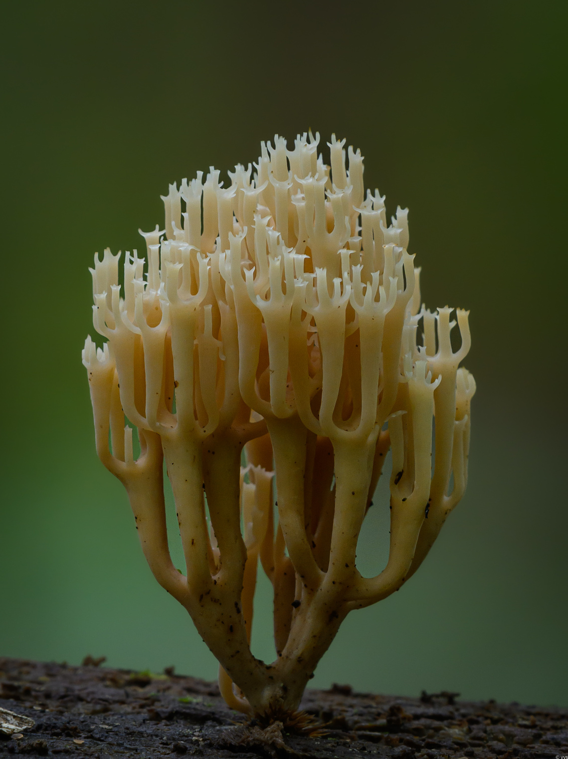 "Подсвечник"