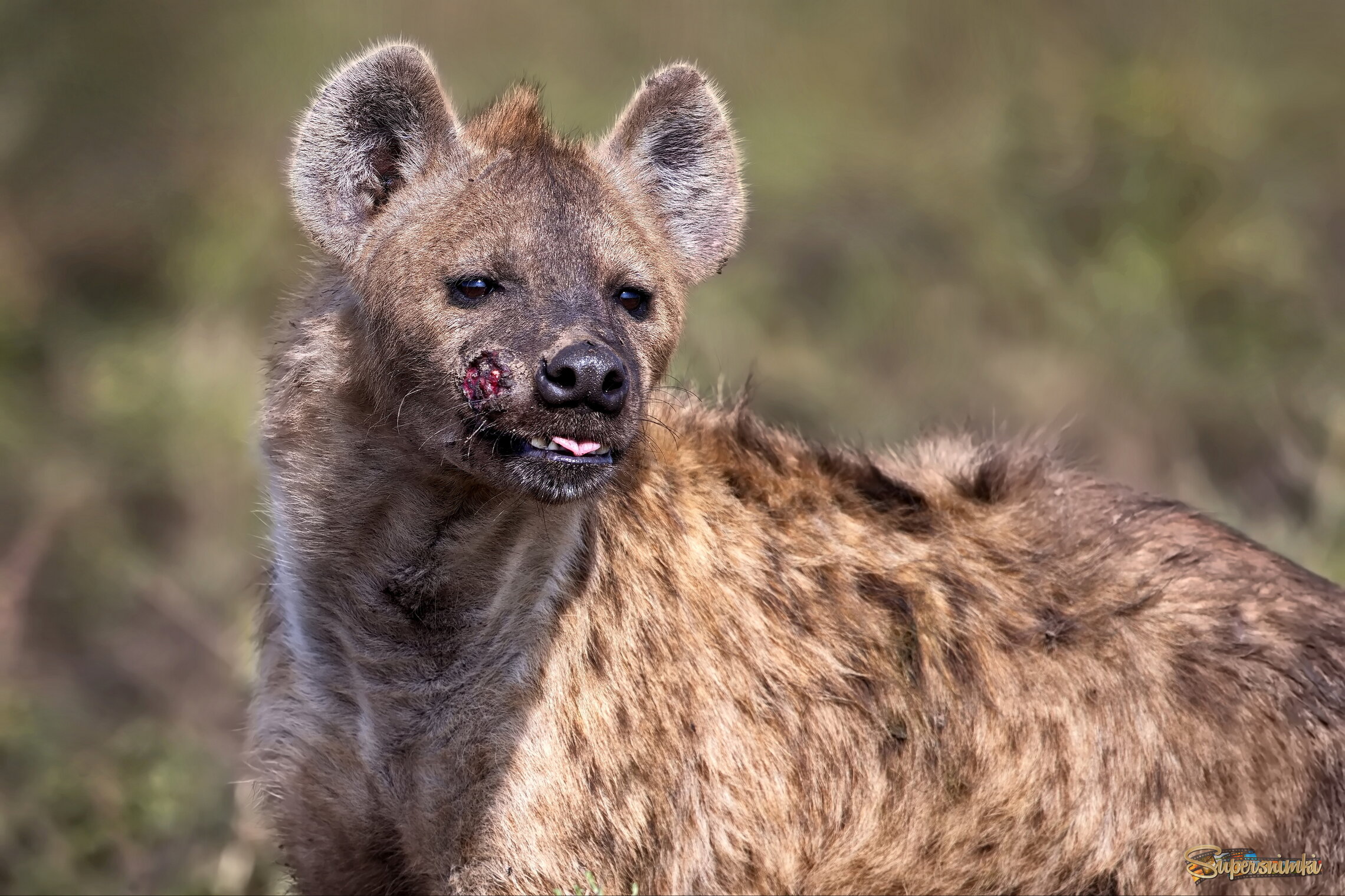 Боевая рана