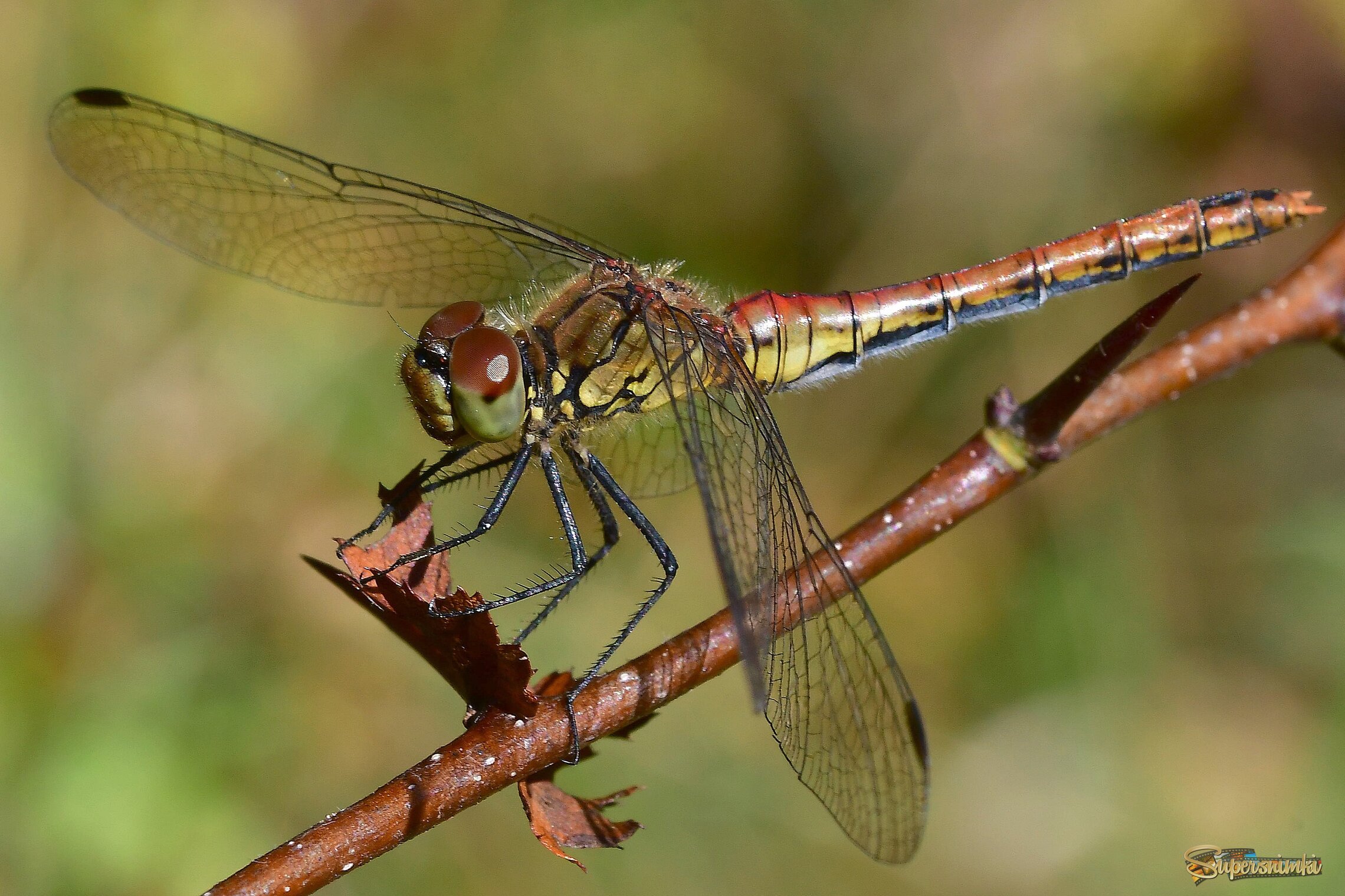 68b725e53bfb867a49dcdd5b