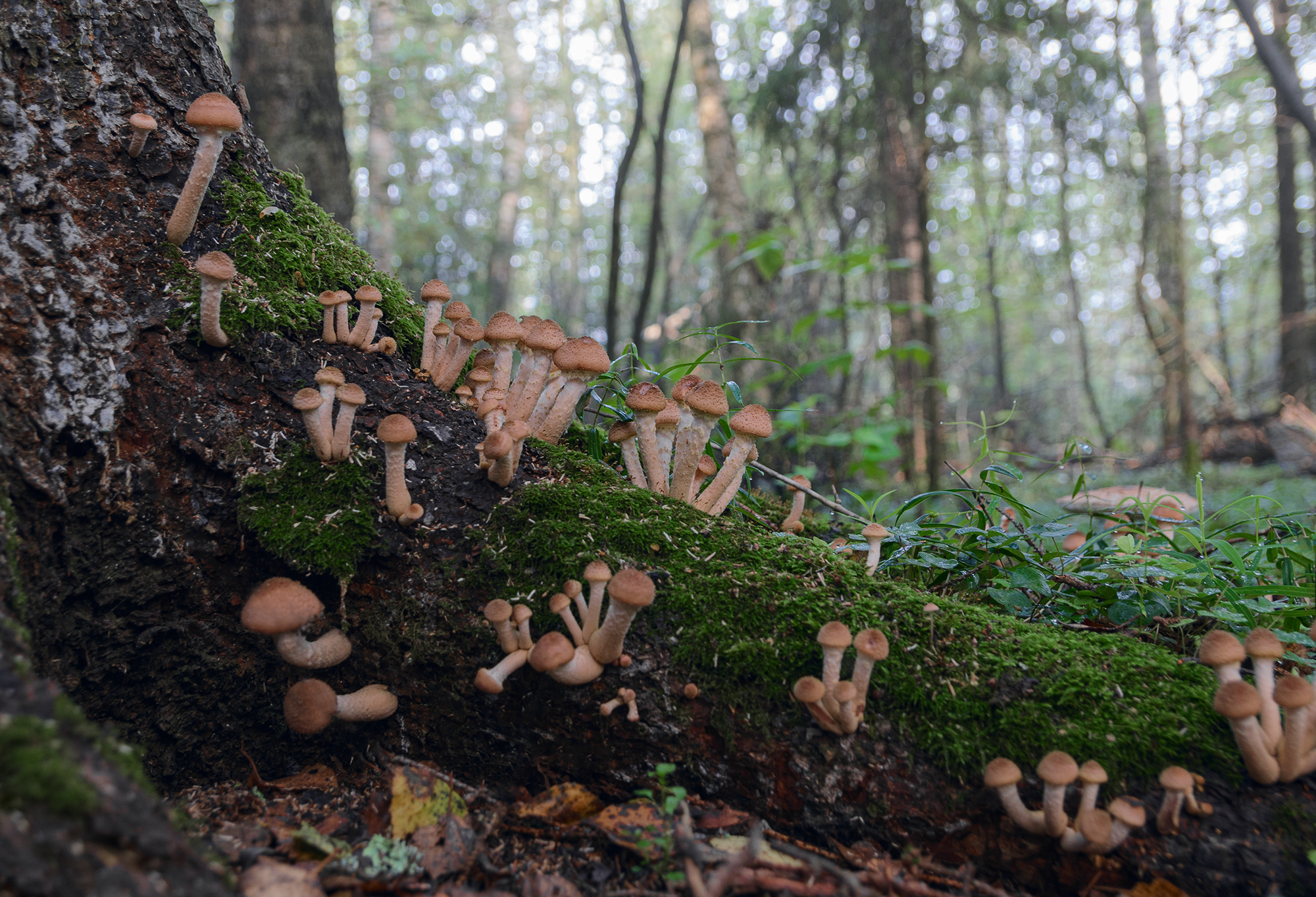 Лесная семейка