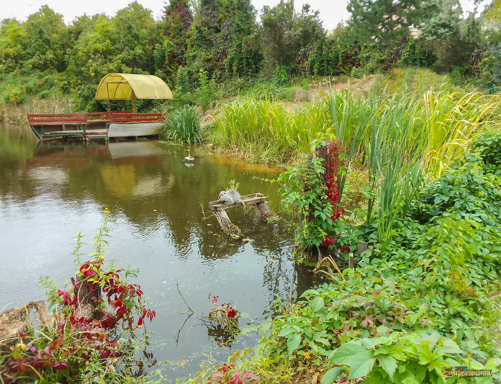 Тихий уголок на пруду
