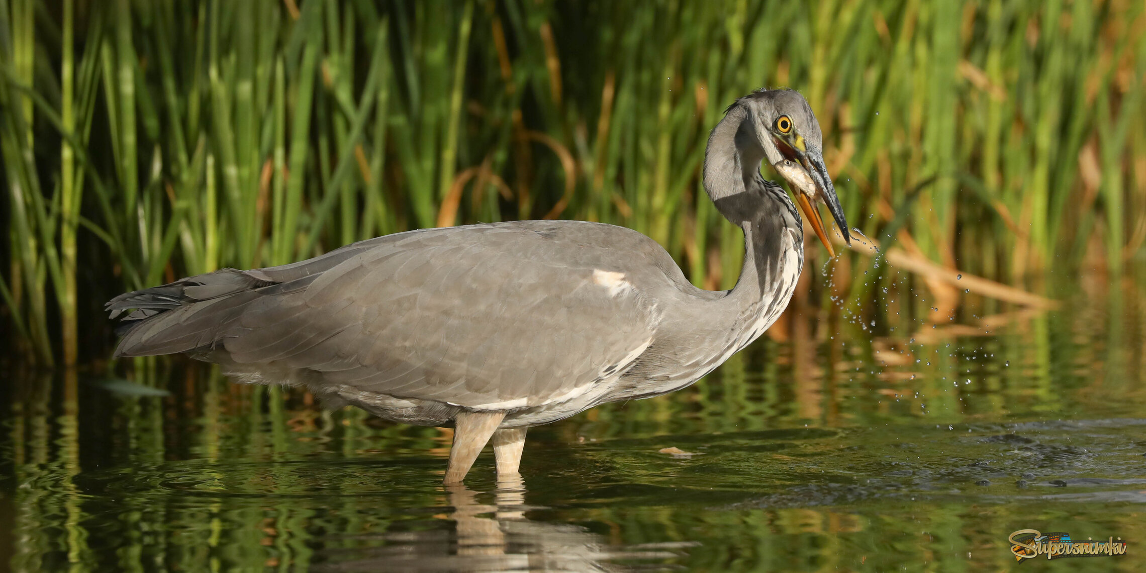 Молодой, но опытный рыбак