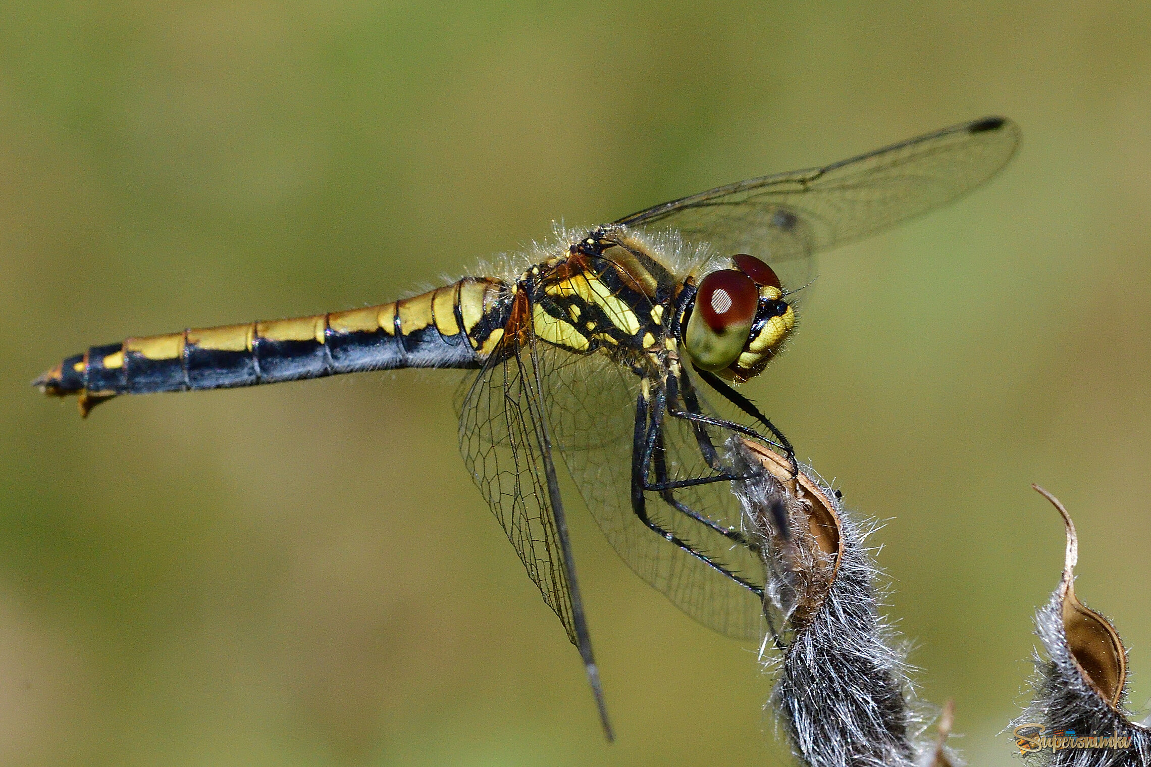 68b6b63c1c123ffe91dcdd5d