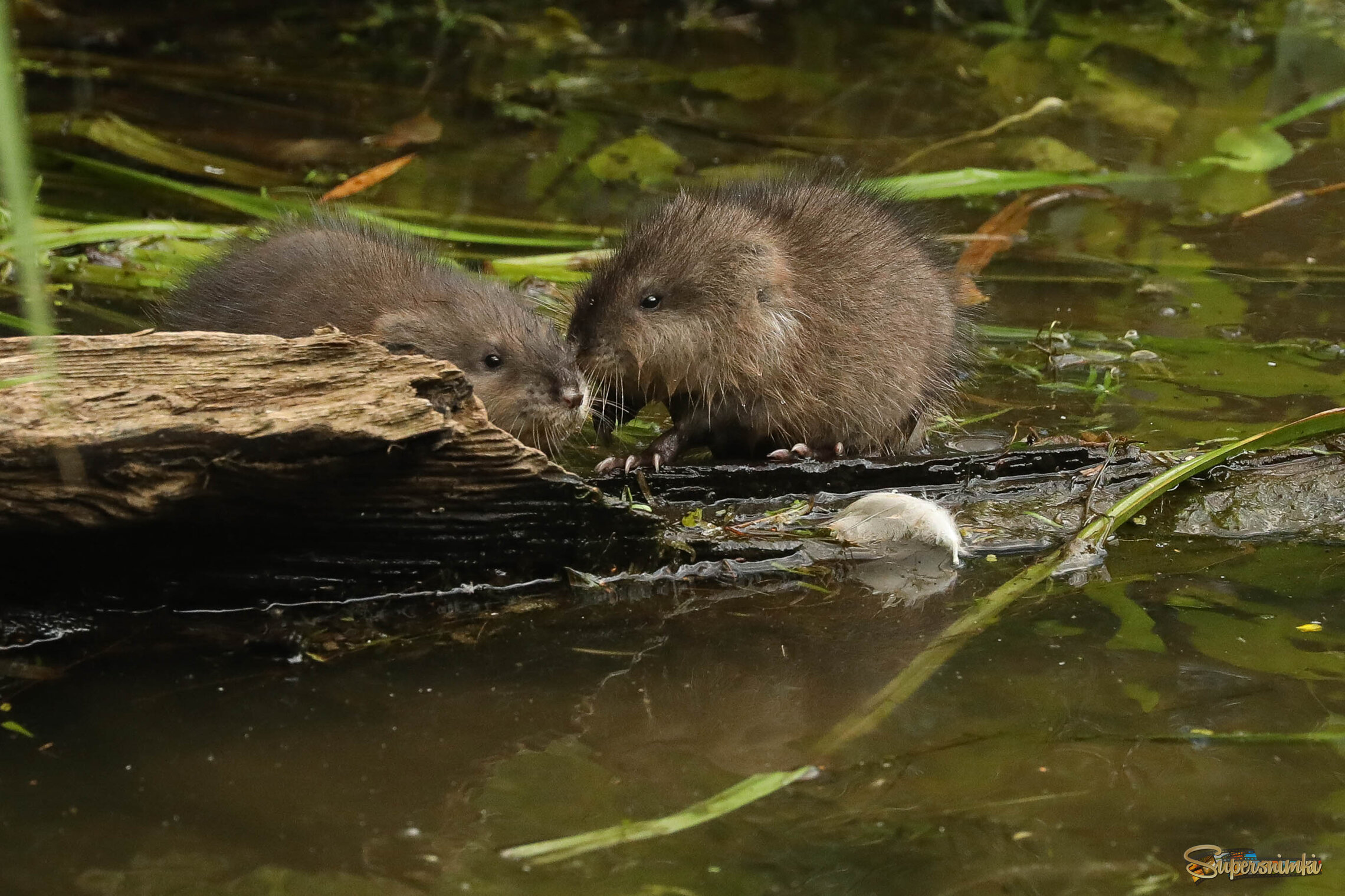 Дружные малыши