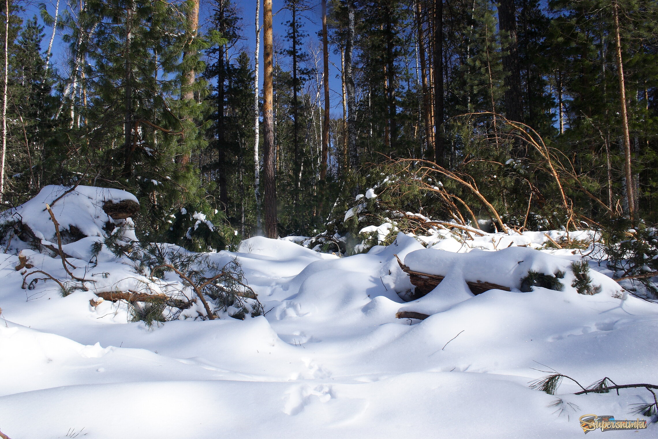 Большое Васюганское болото***