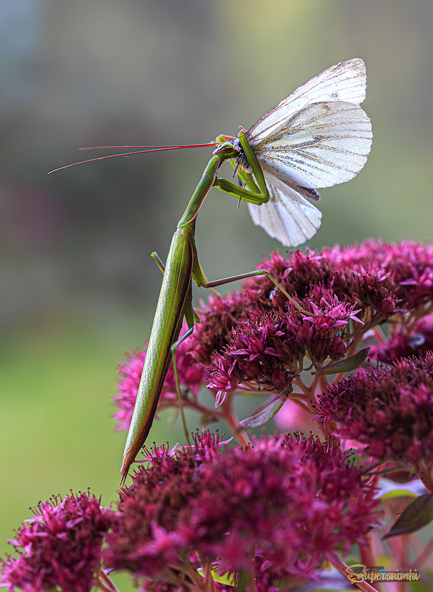 Хищная стройняшка