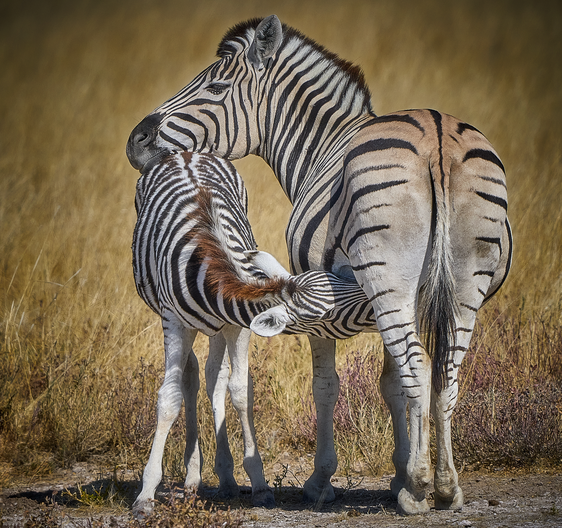 Намибийские истории...