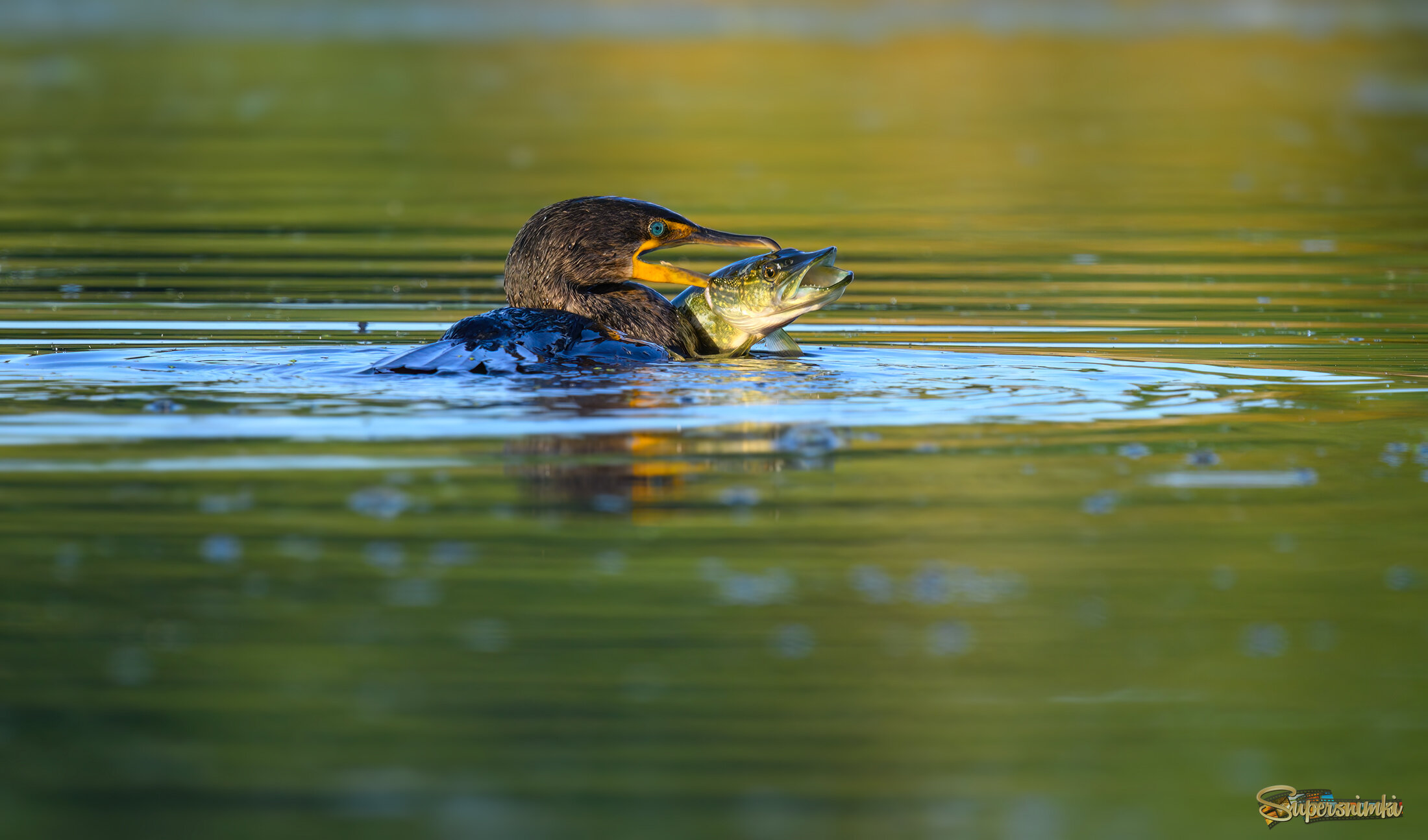 Double Crested Cormorant with pike