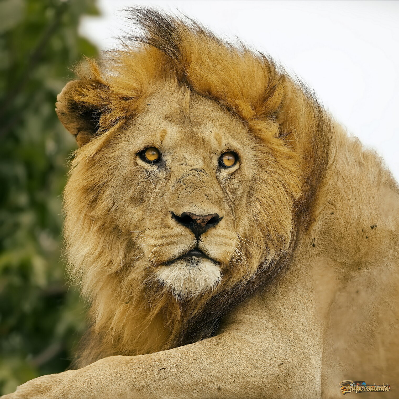 Просто Царь