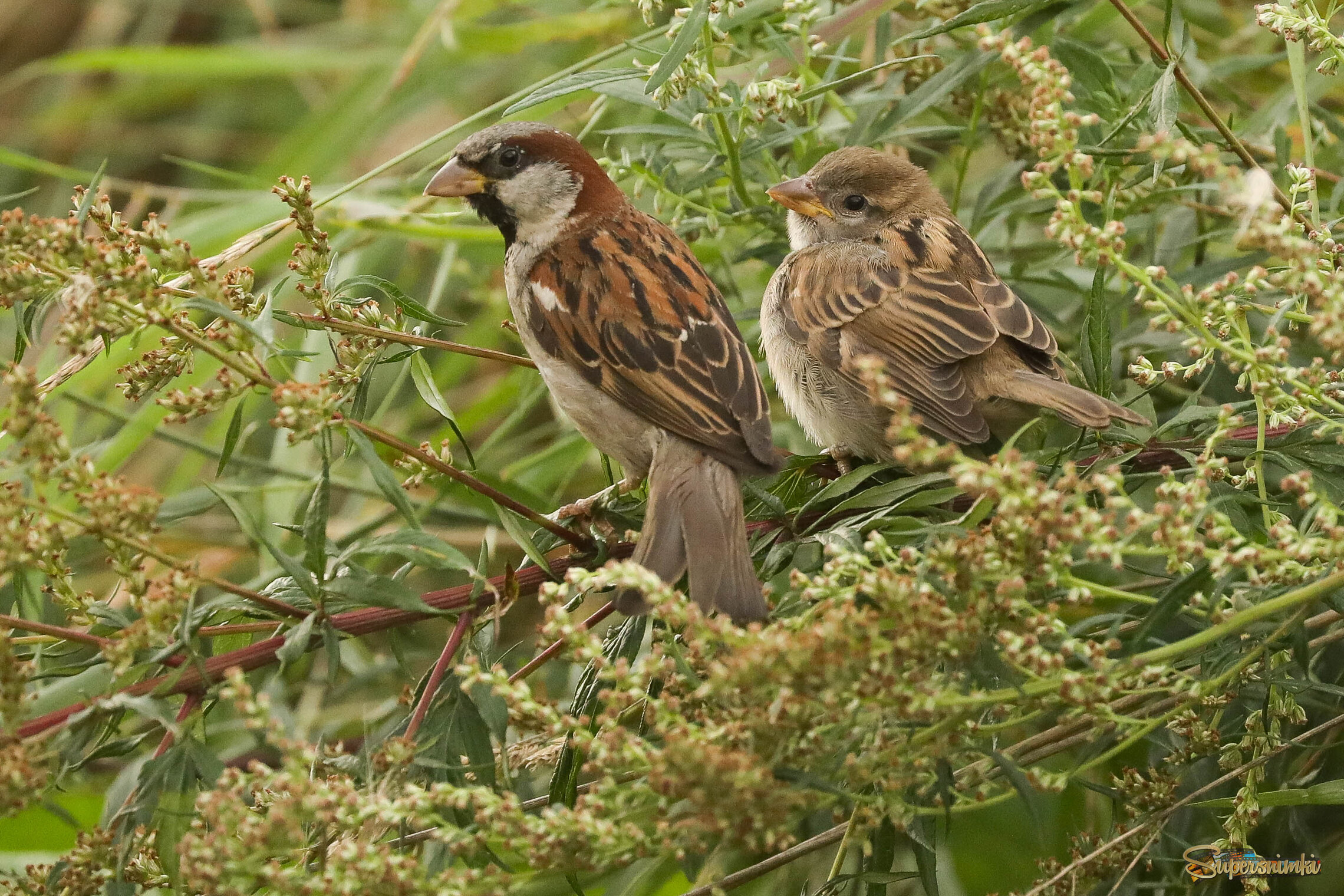 Сынок и папа