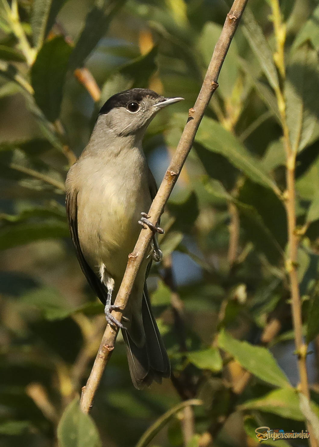 Изящный красавец