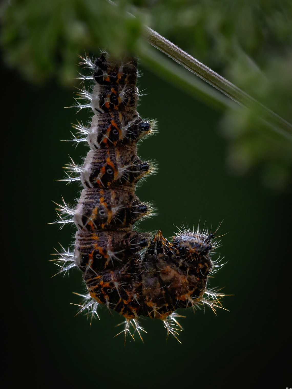 "Я буду летать"