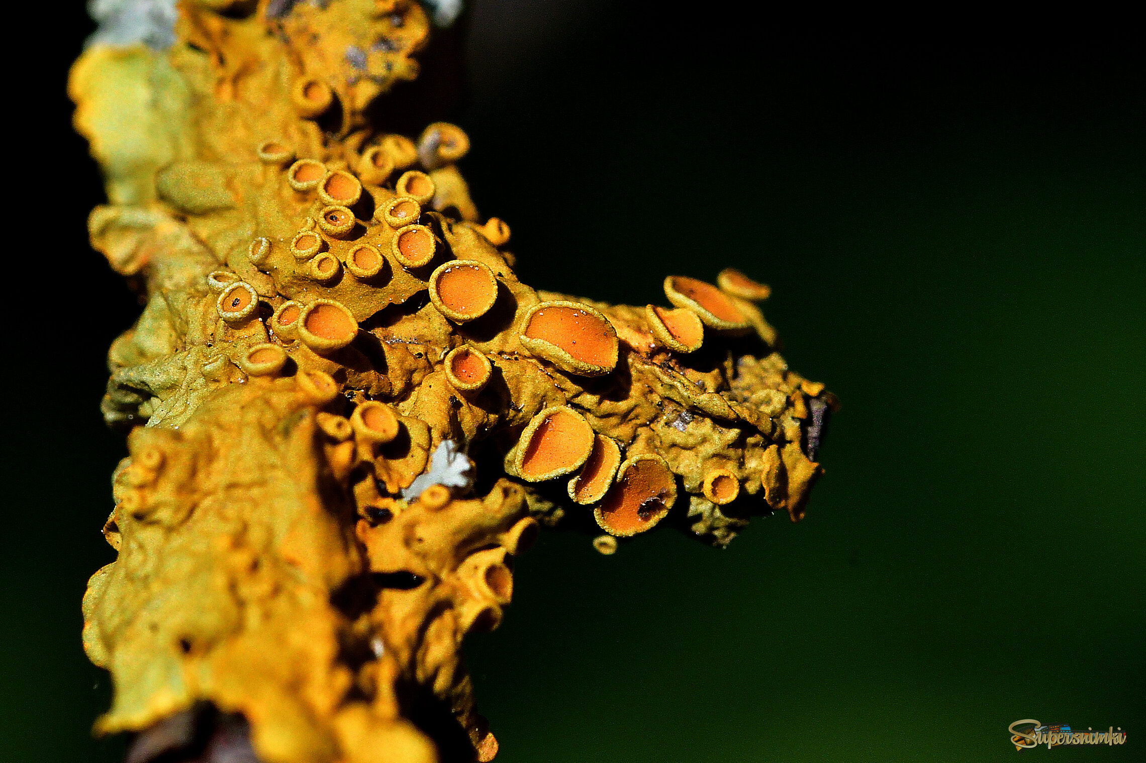 68b8456392ffd14ae1dcdd5d