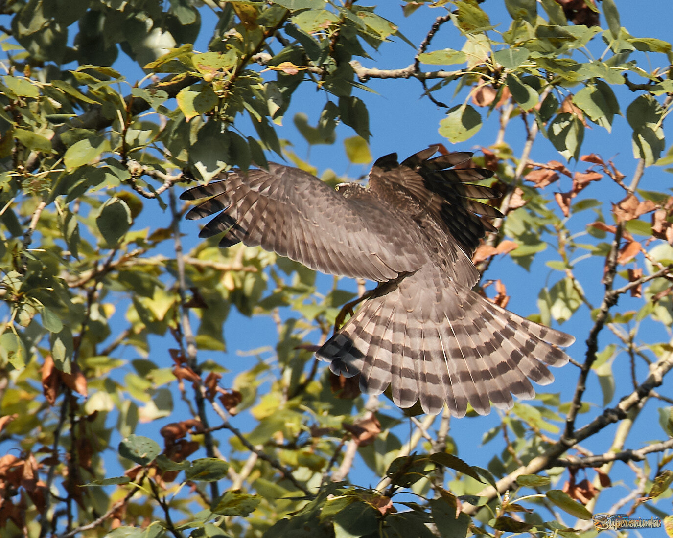 Ястреб выбирает место для охоты 