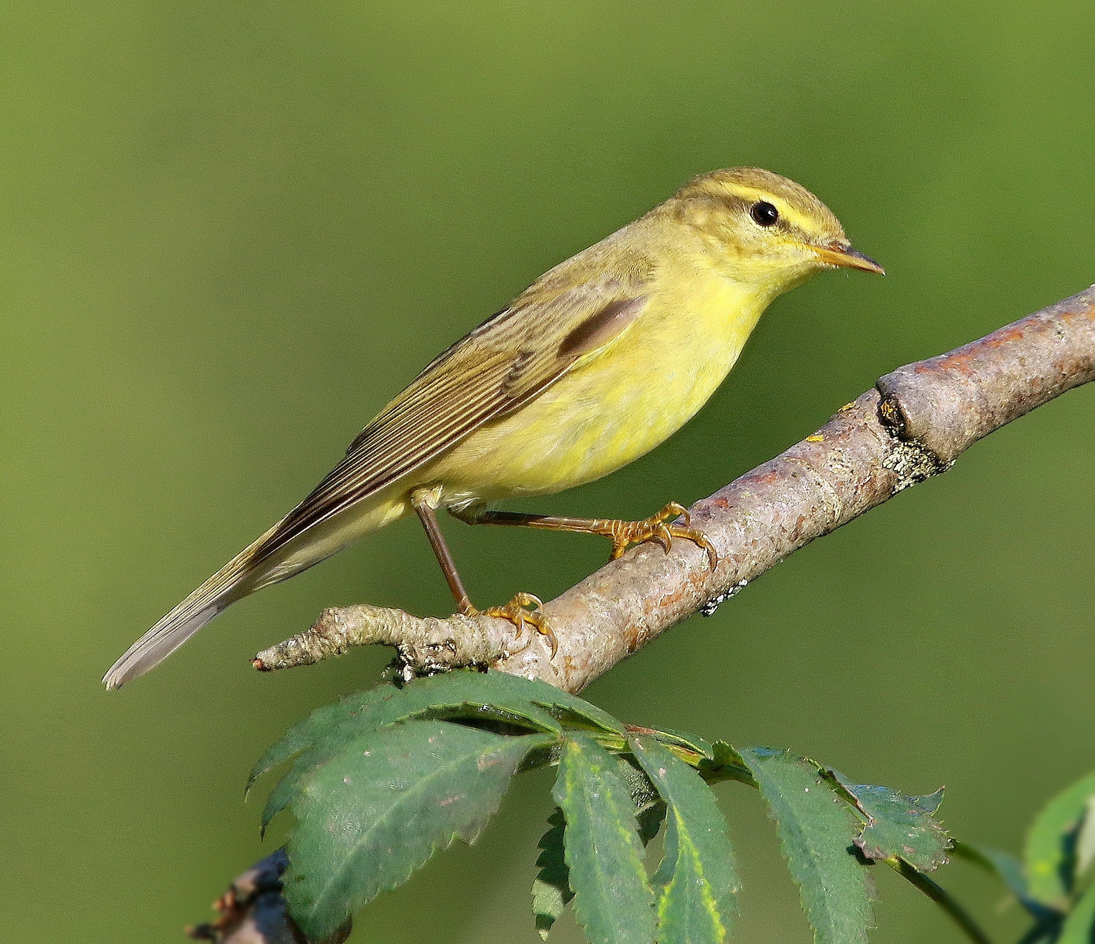 пеночка теньковка