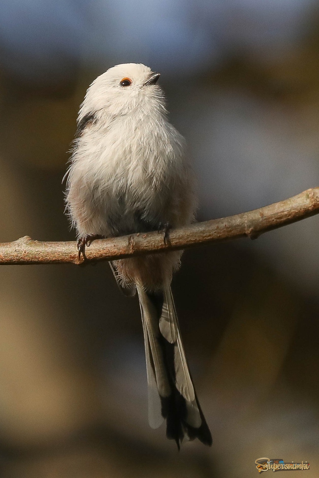 Сложный выбор веточки