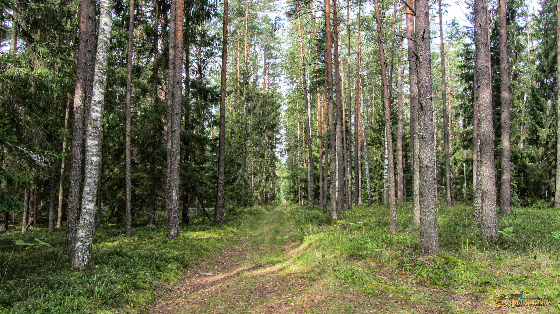 Лесная дорожка 