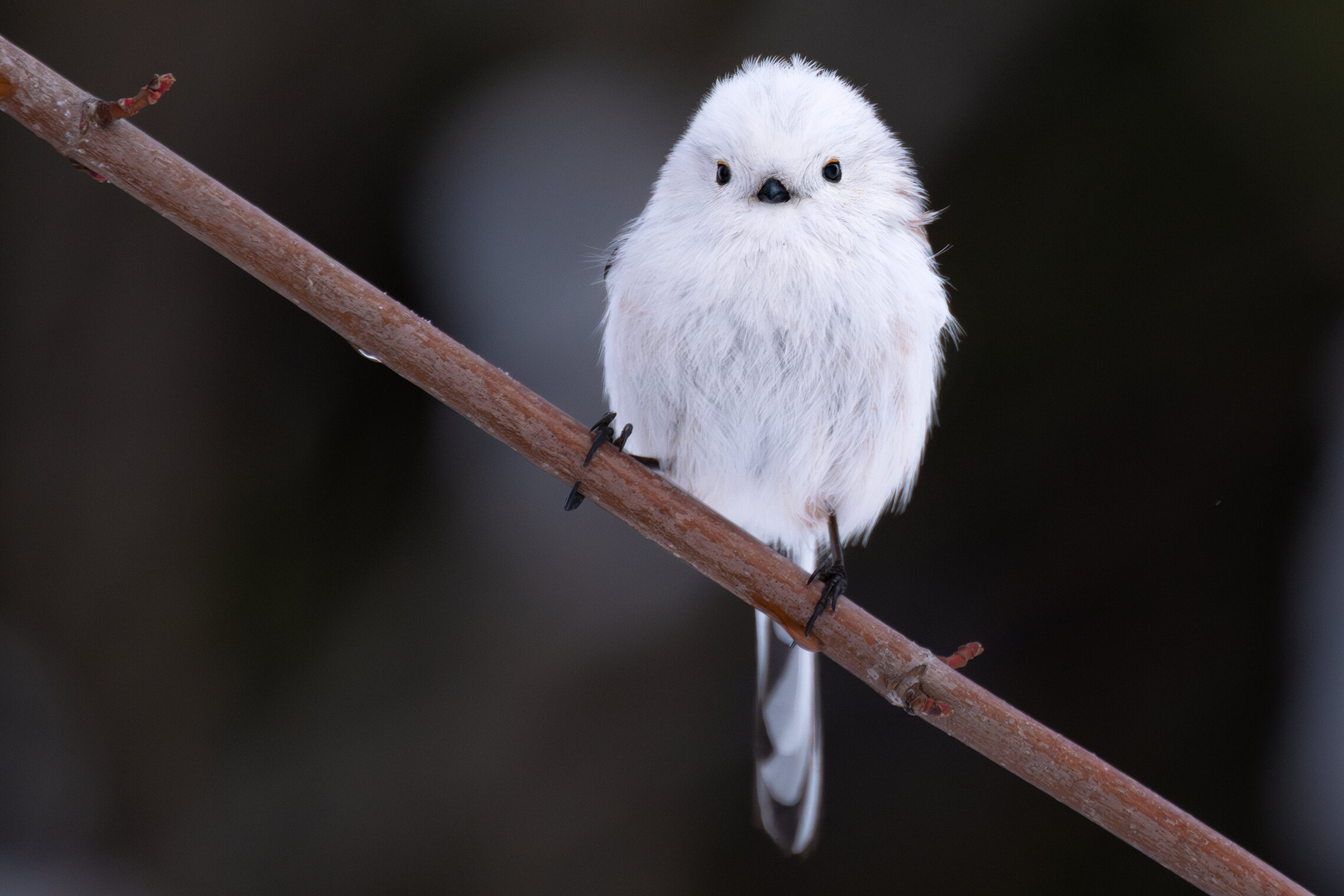 The World's Cutest Snowball  