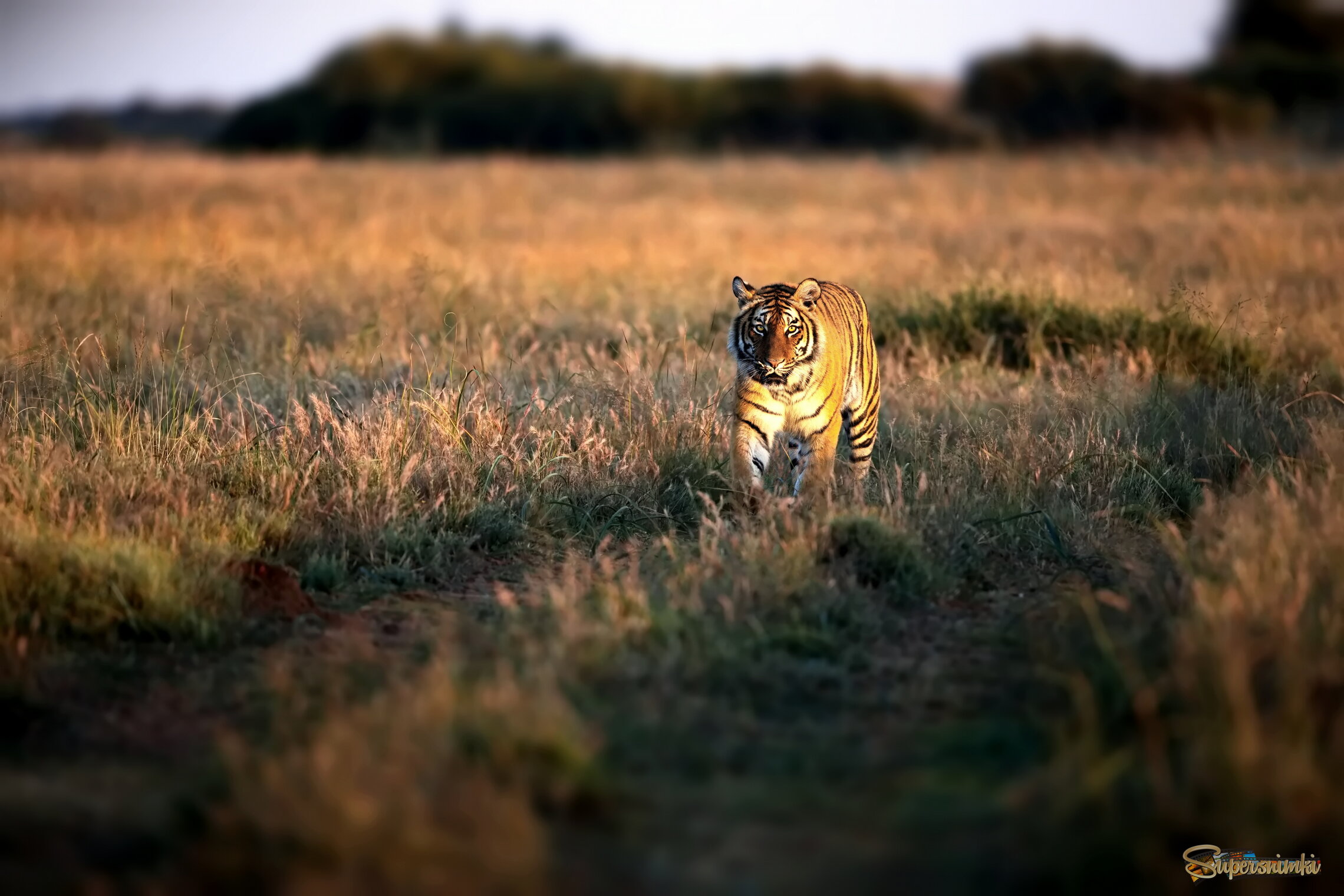 Извилистая дорожка