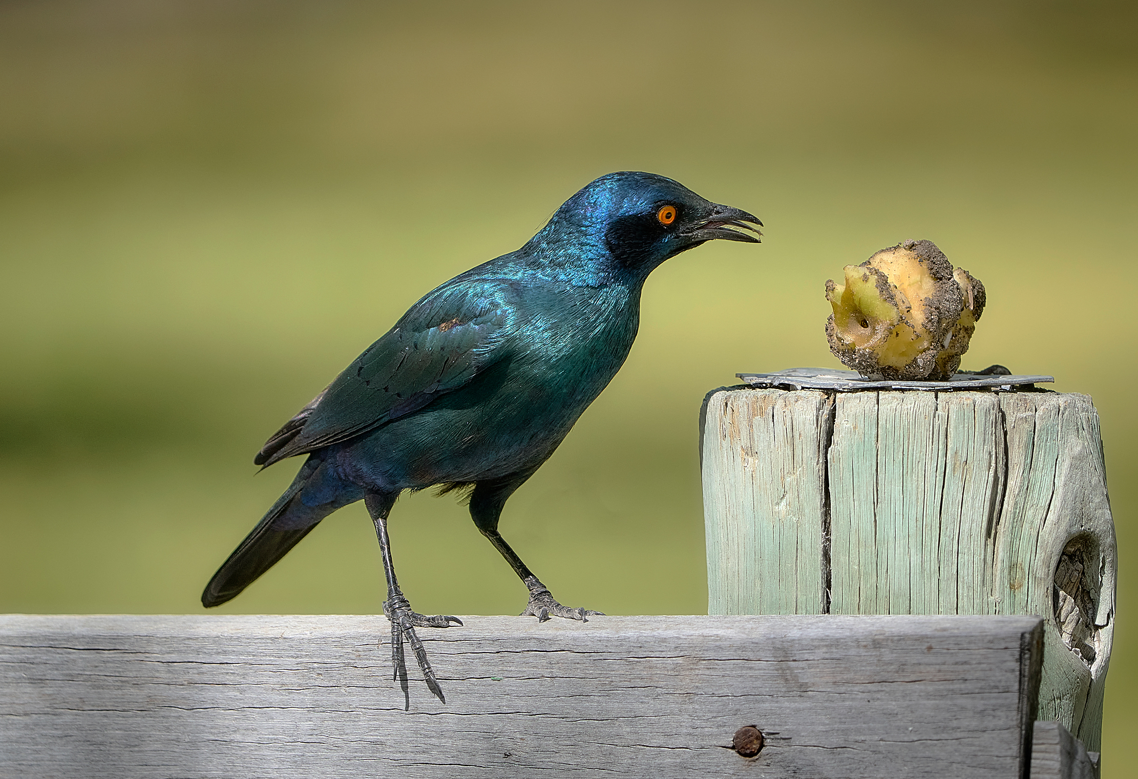 Намибийские истории...