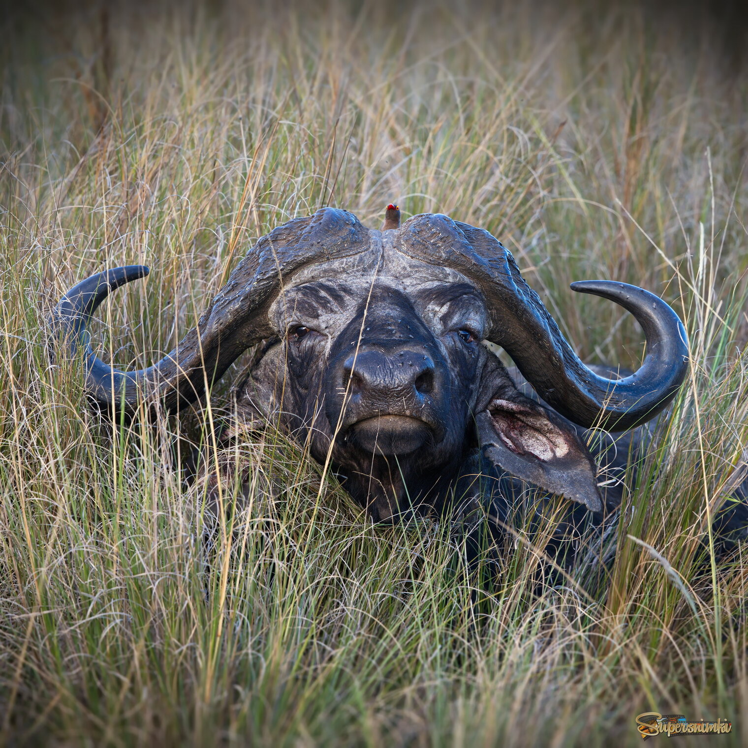 Два красавца