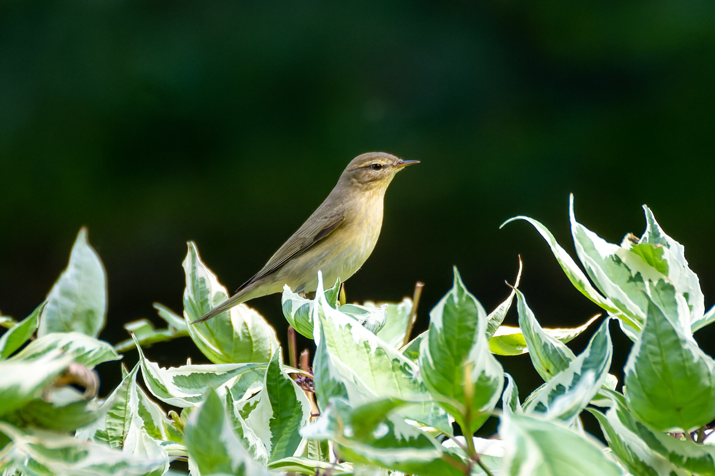 Пеночка на охоте за мошками 