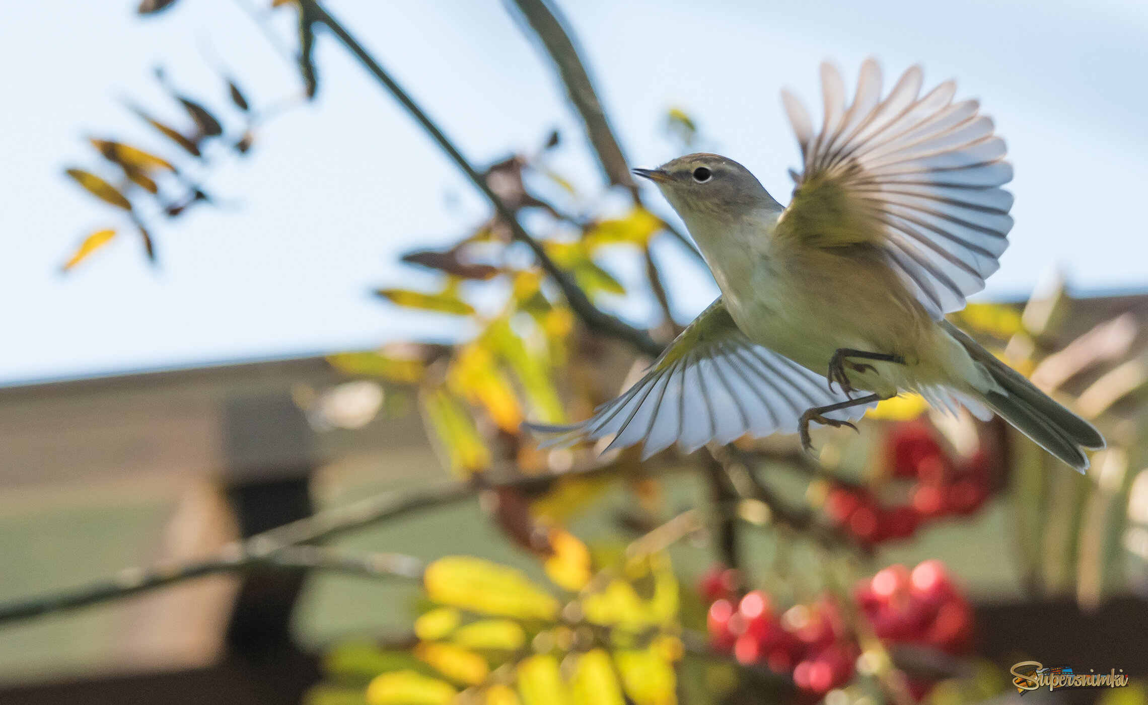 Пеночка теньковка.