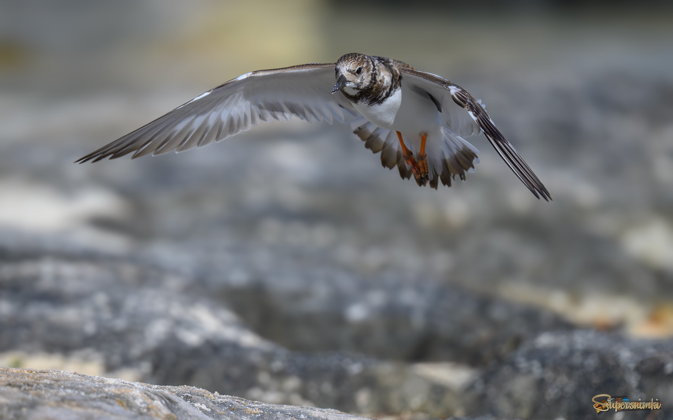 Ruddy turnstone