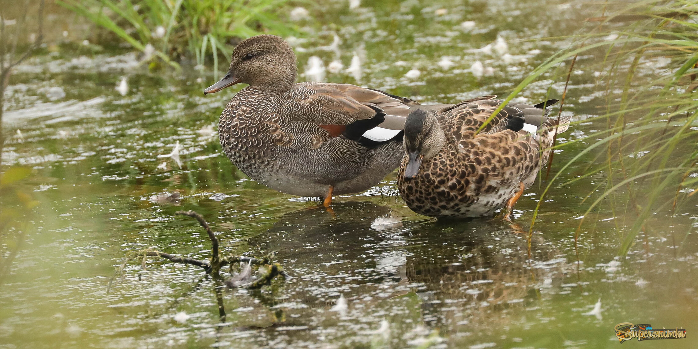 Крепкая пара