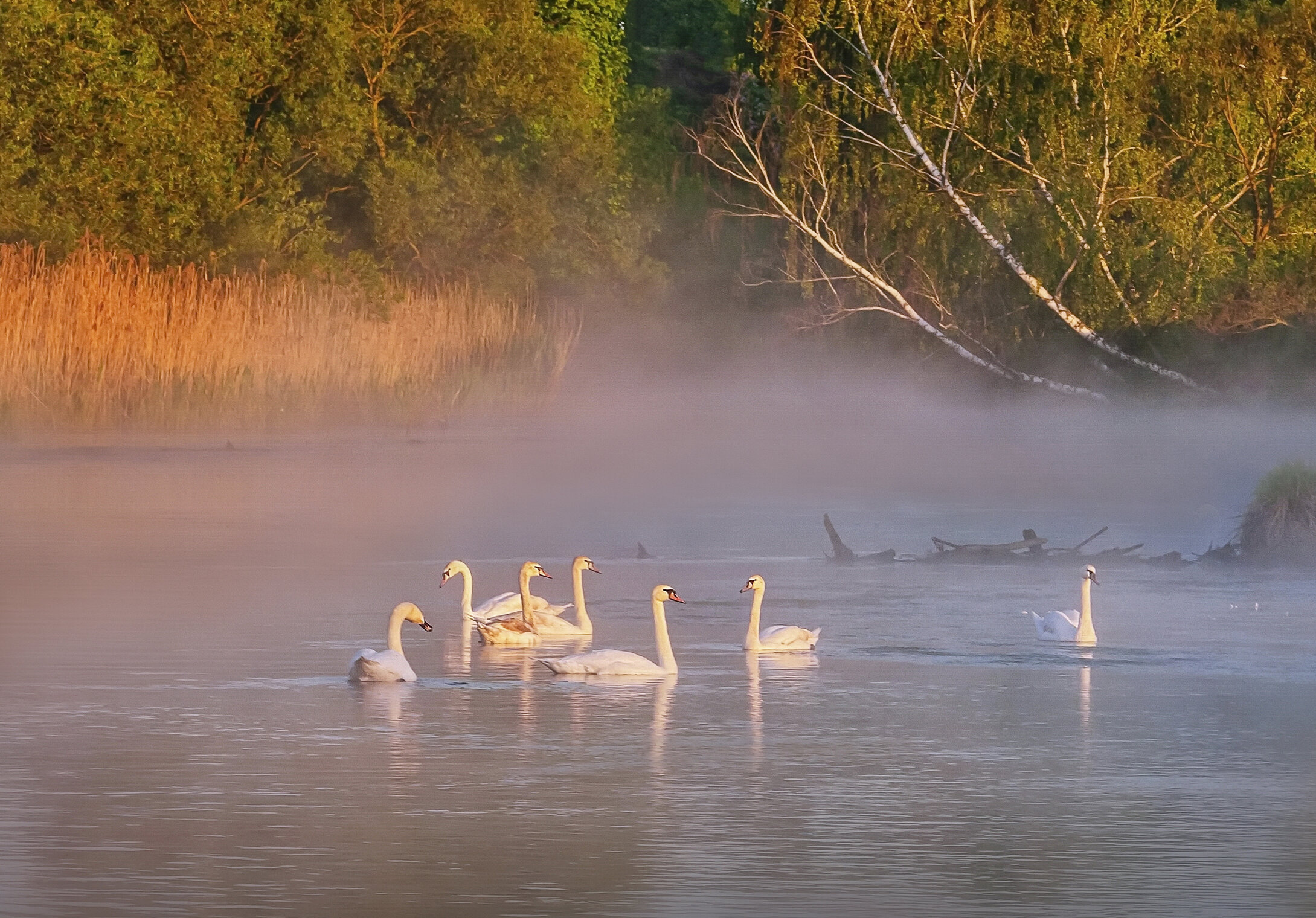 Лебединая стая