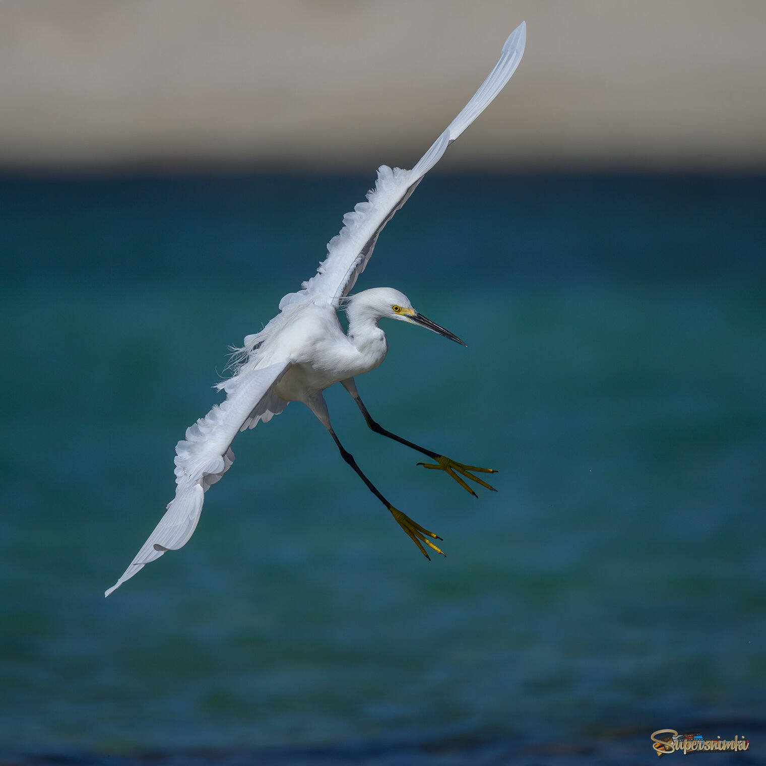 Snowy egret