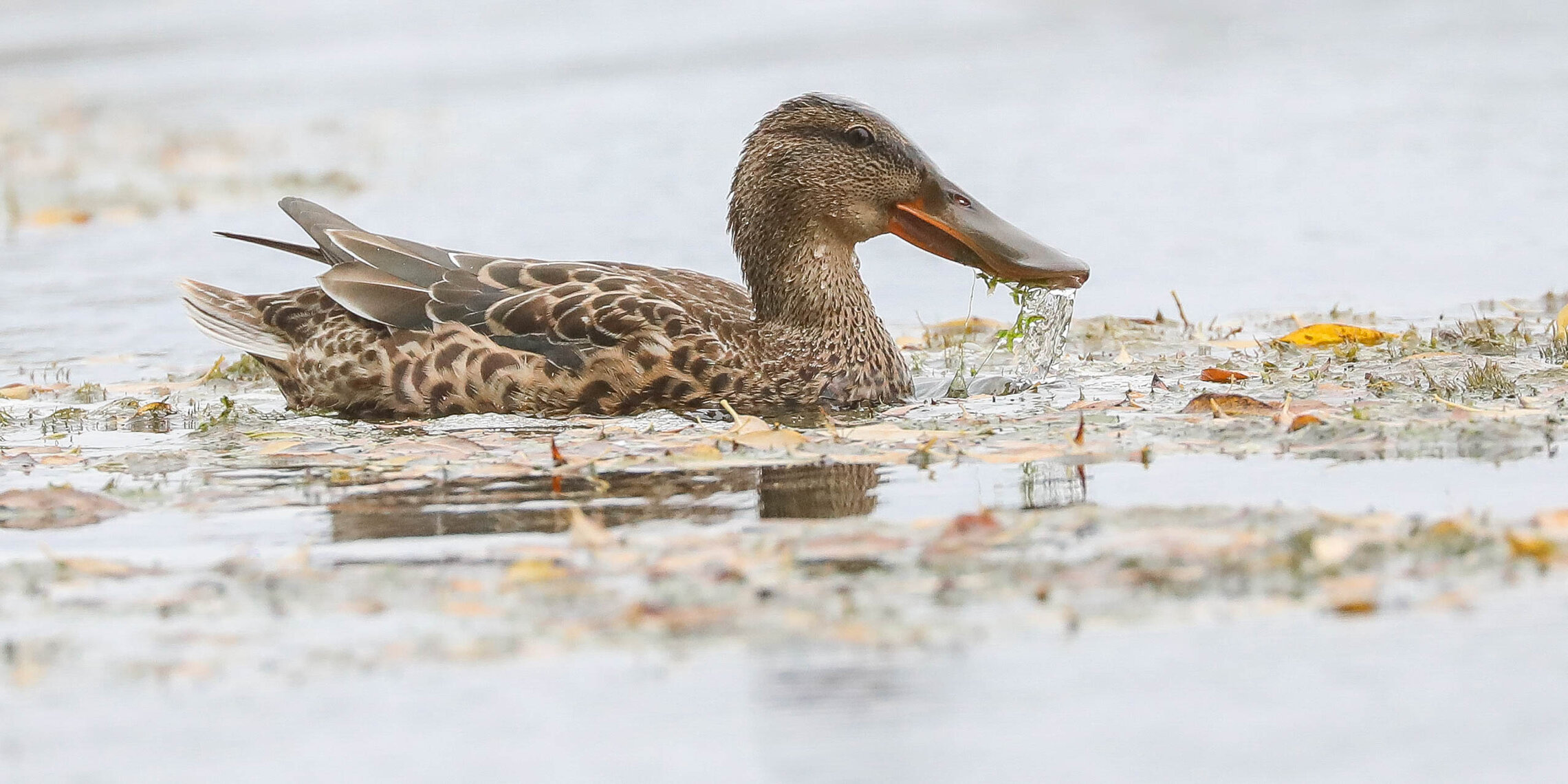 Откормить себя перед долгим перелетом