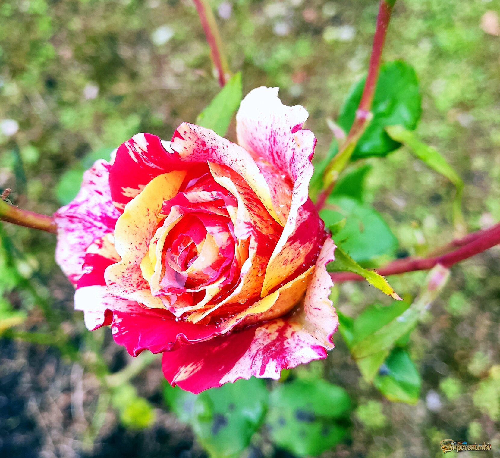 Плетистая роза.