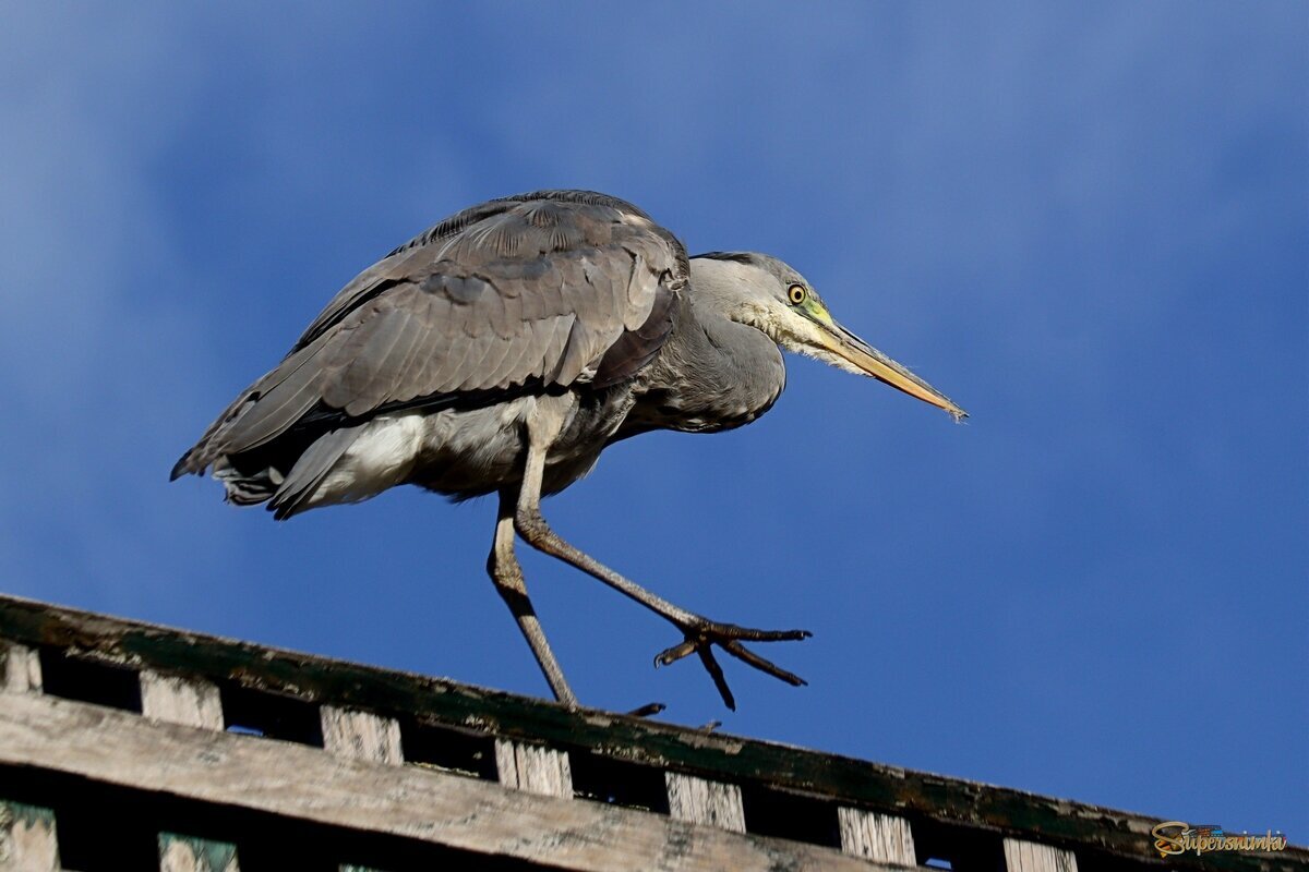 По крыше  По крыше  цапля гуляла.. гуляла..