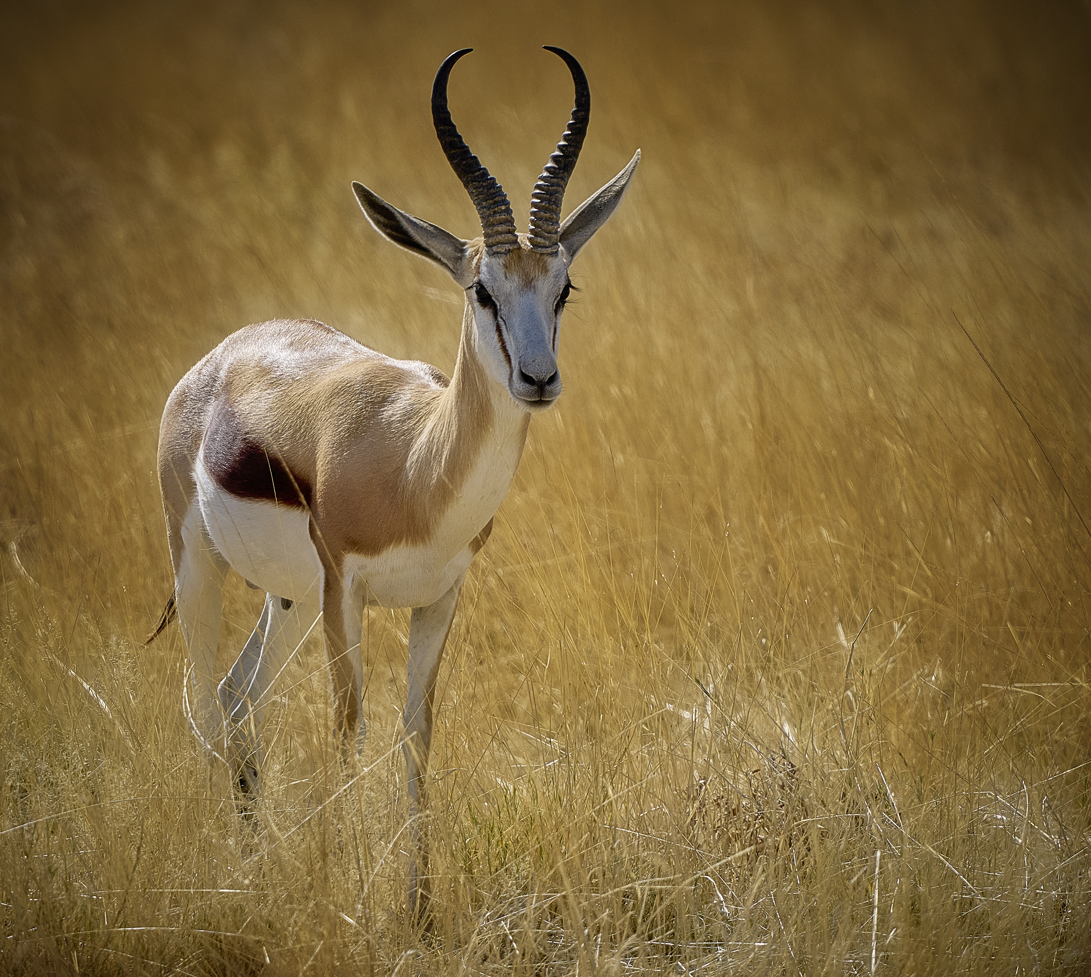 Намибийские истории...