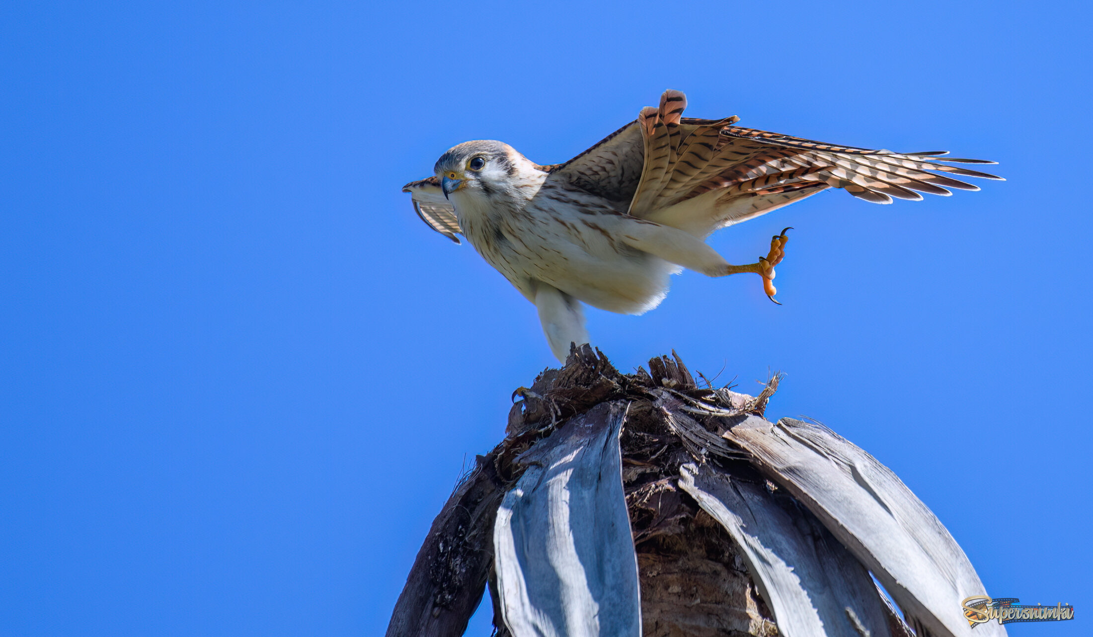 American kestrel (Falco sparverius)
