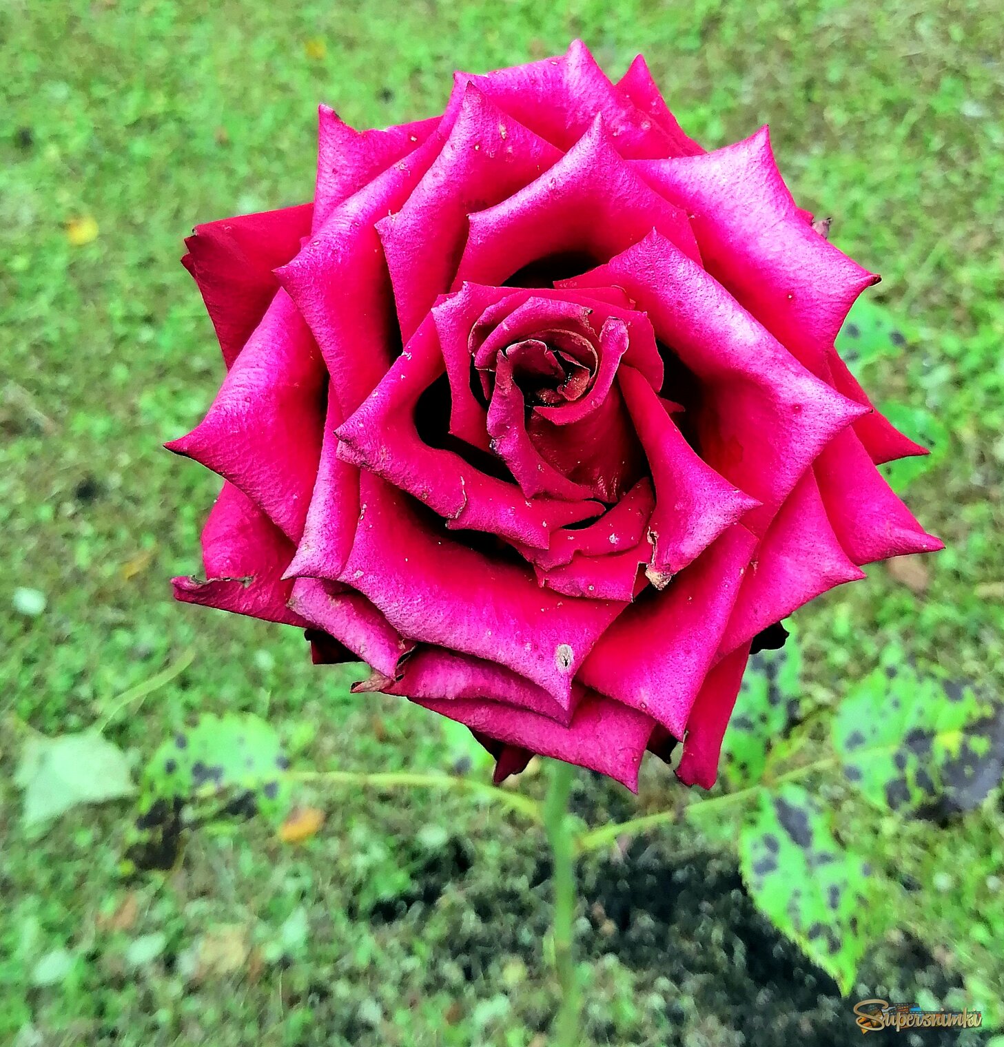 Роза чайно-гибридная.