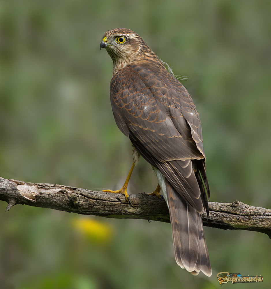 Перепелятник