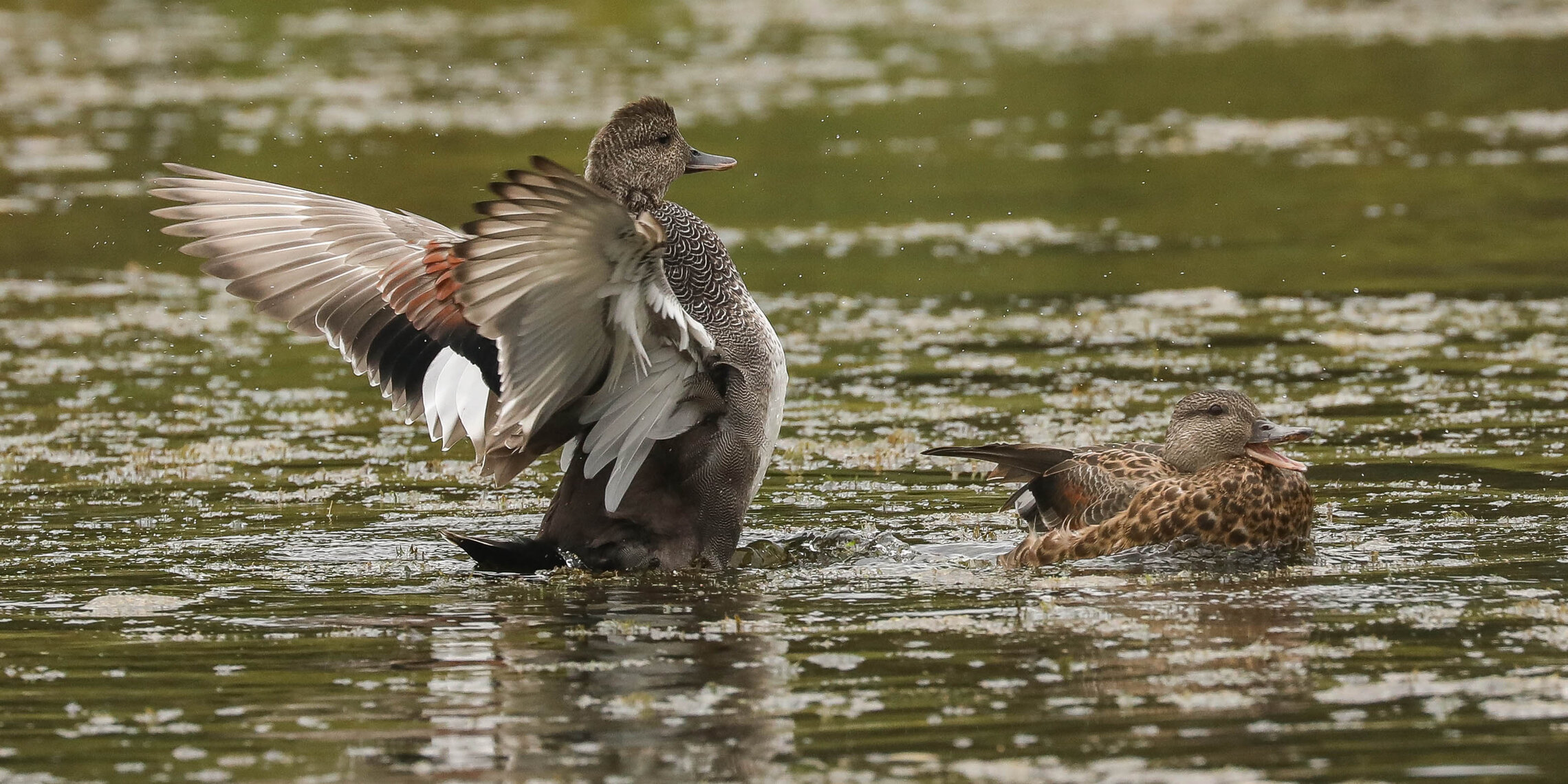 Выбери меня!