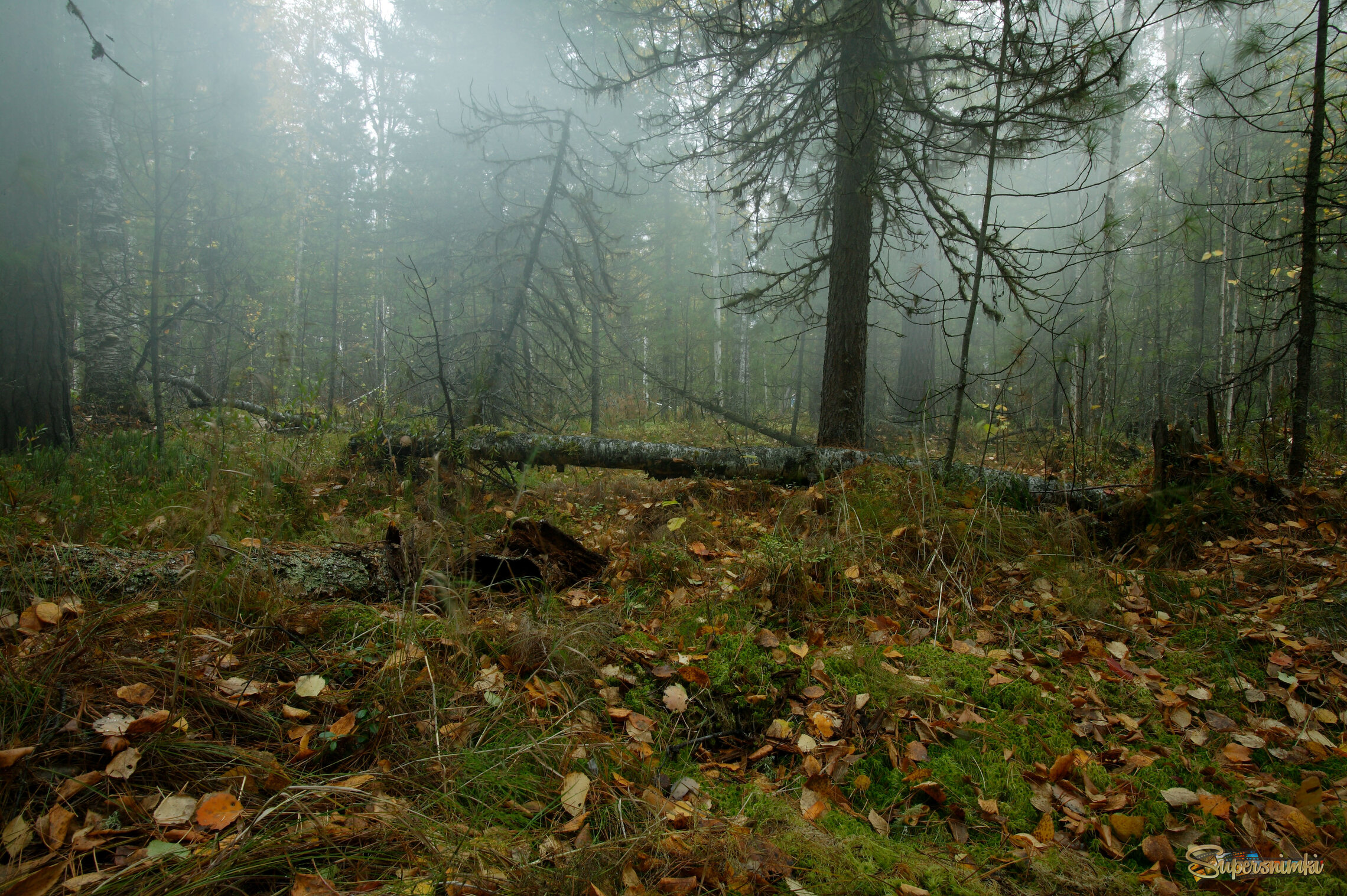 Большое Васюганское болото***