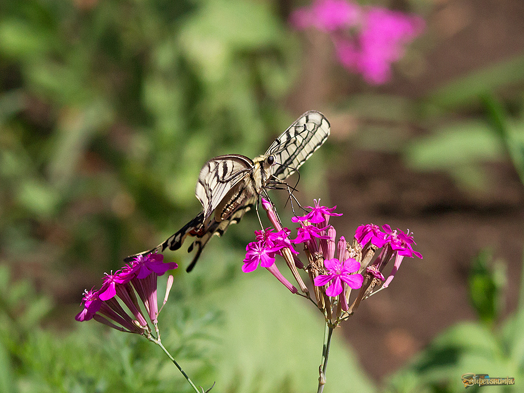 Танец на лепестках.