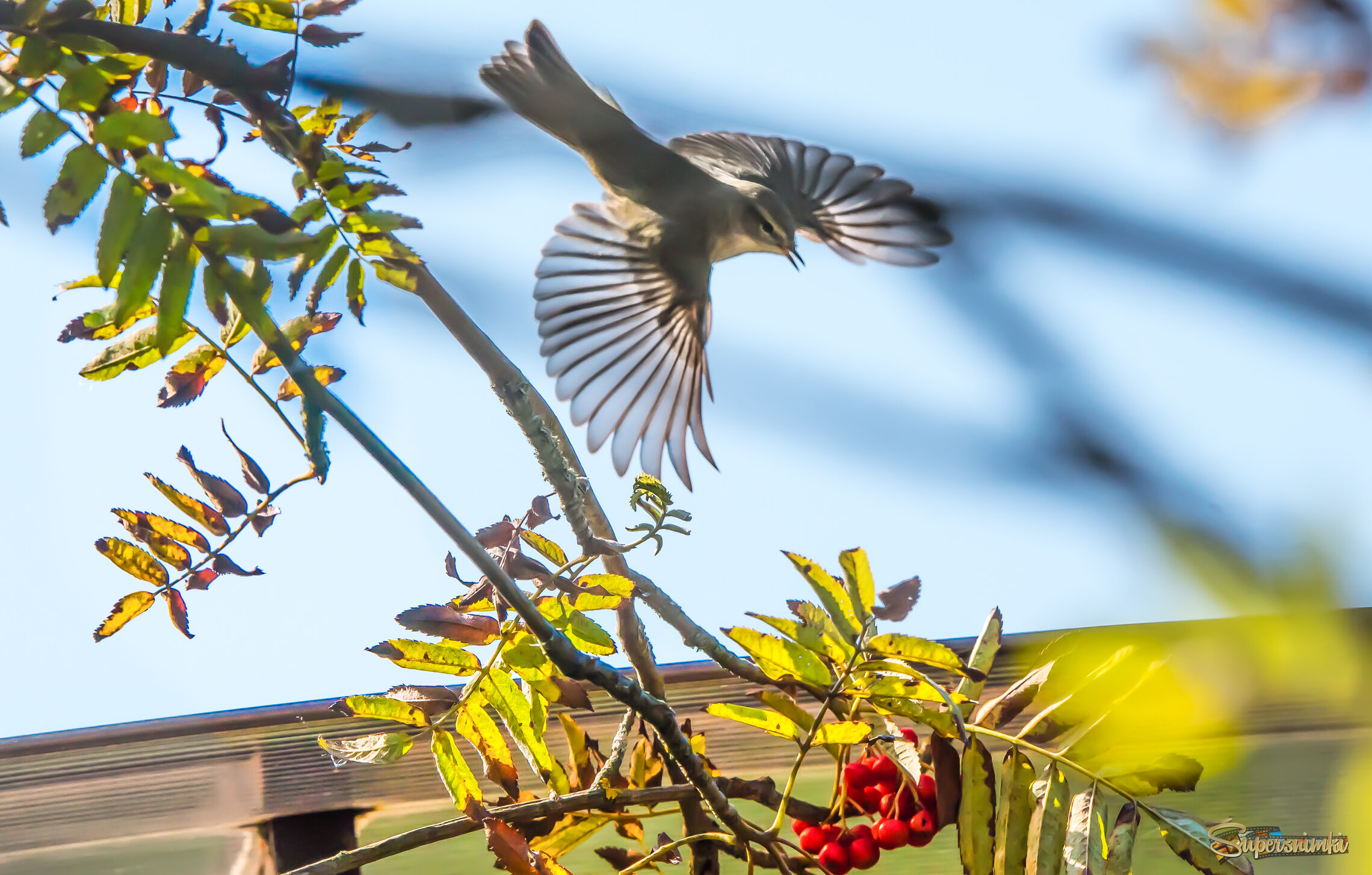 Пеночка-теньковка.