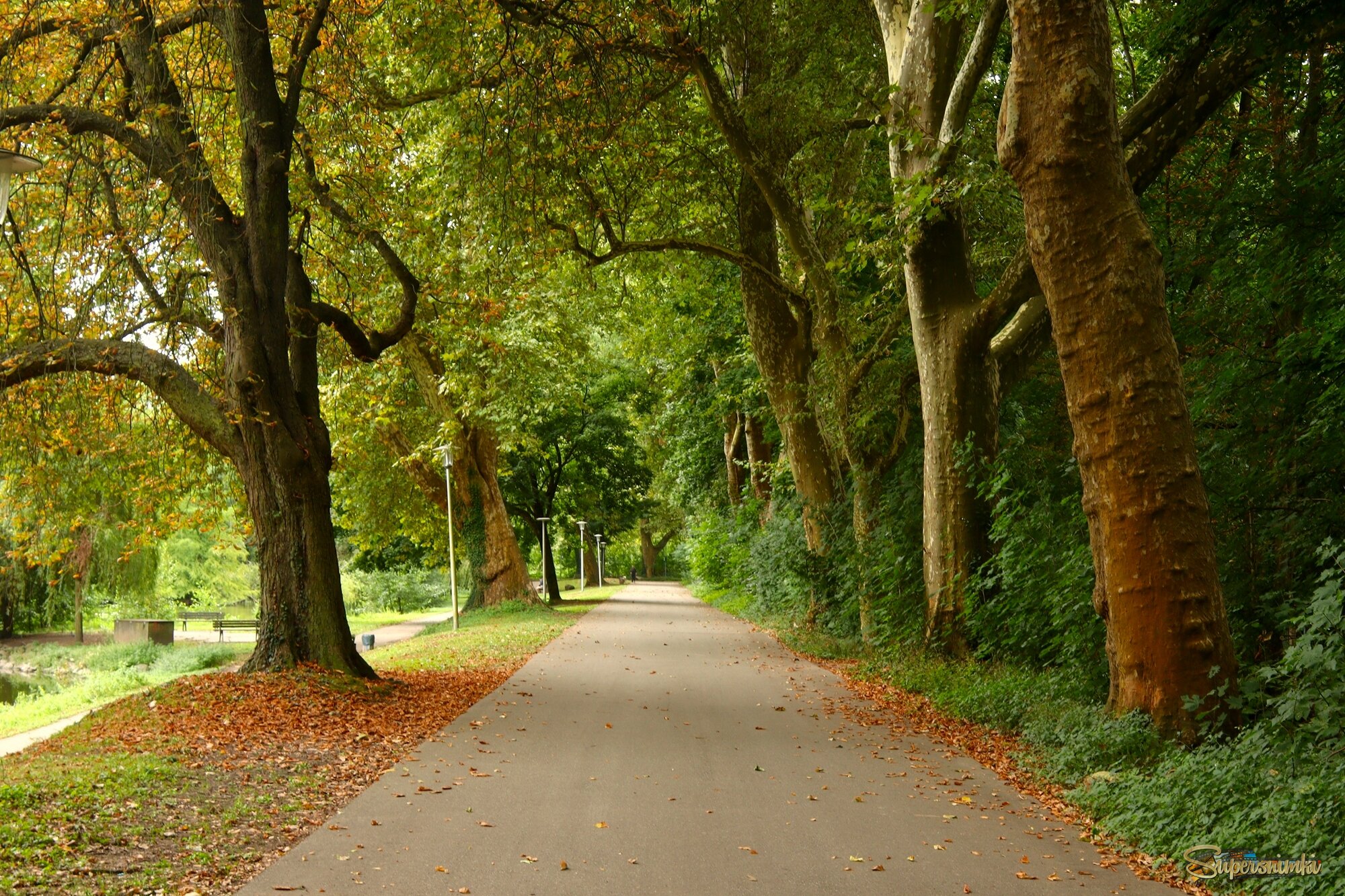 И чуточку осень задела крылом..