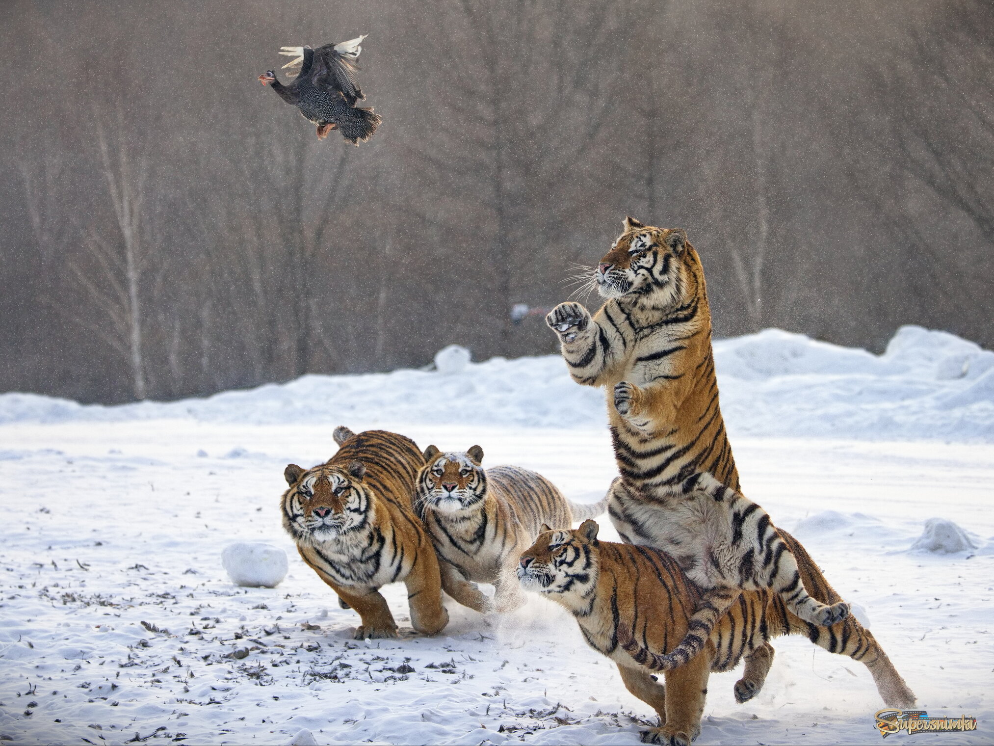 Оседлать тигра