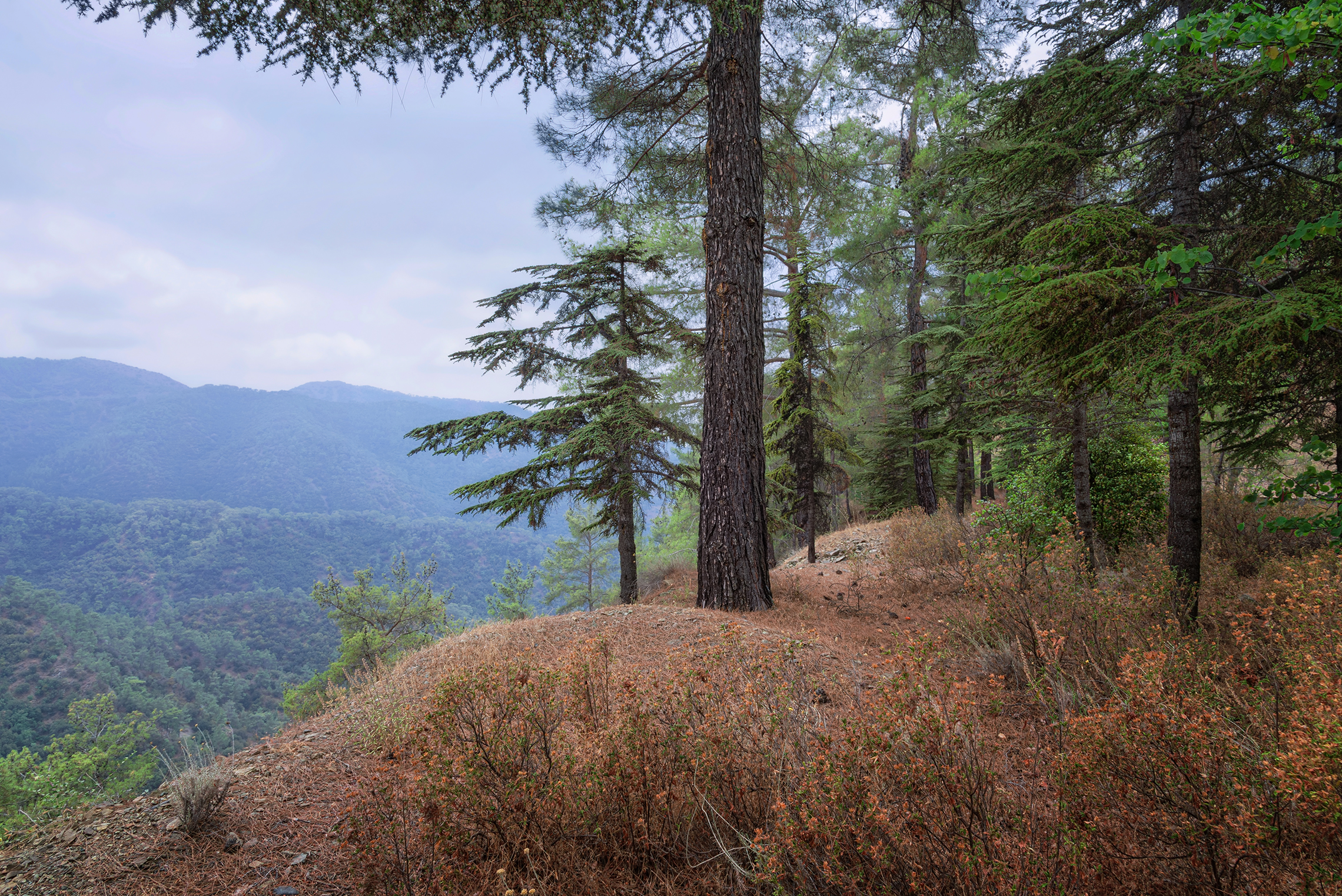 Немного туманно