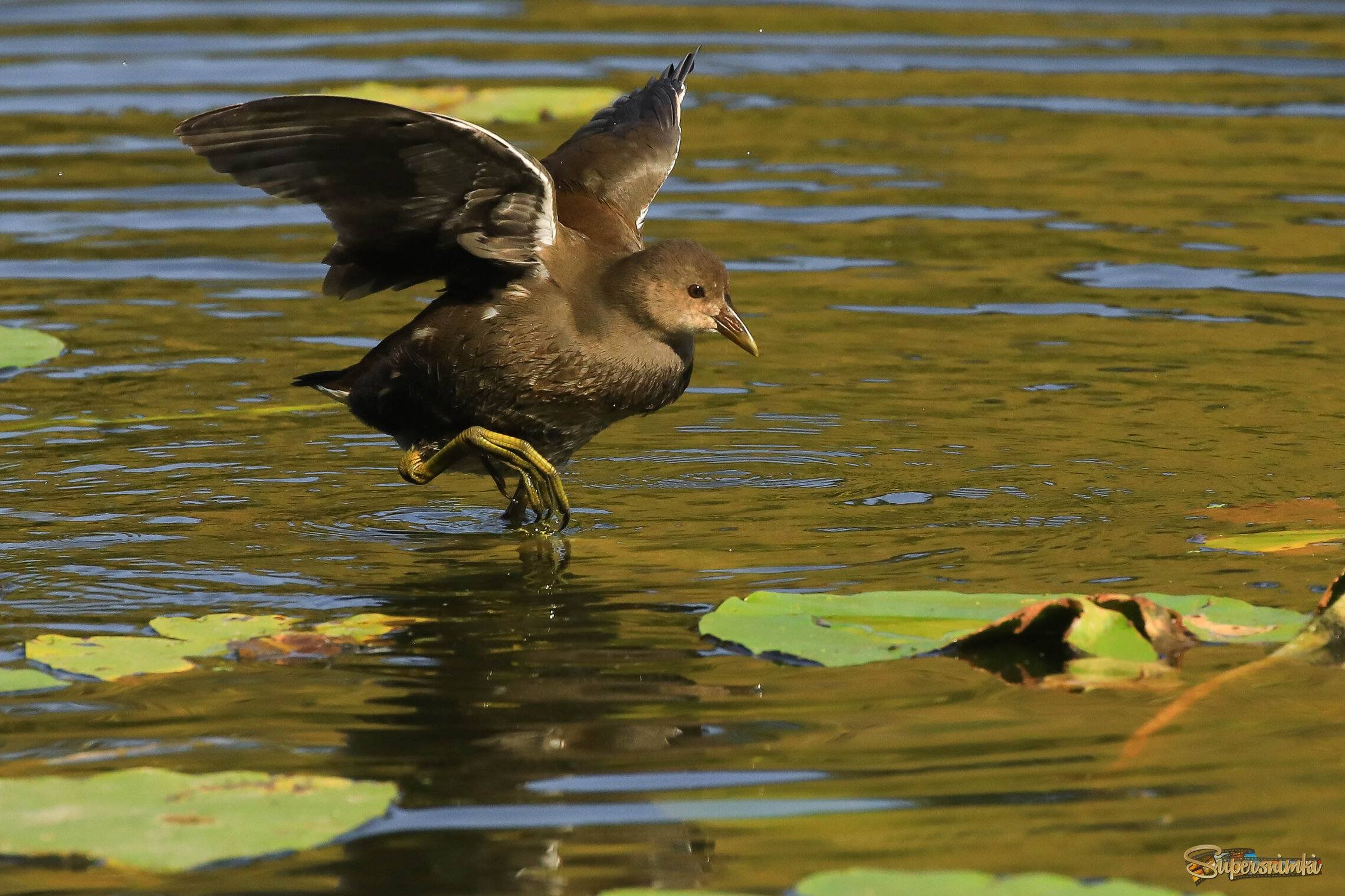 Что важнее: крылья или ноги?