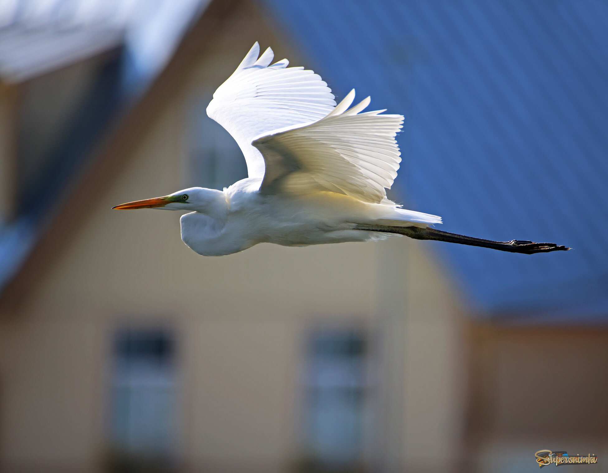 Белая цапля над Хаапсалу.