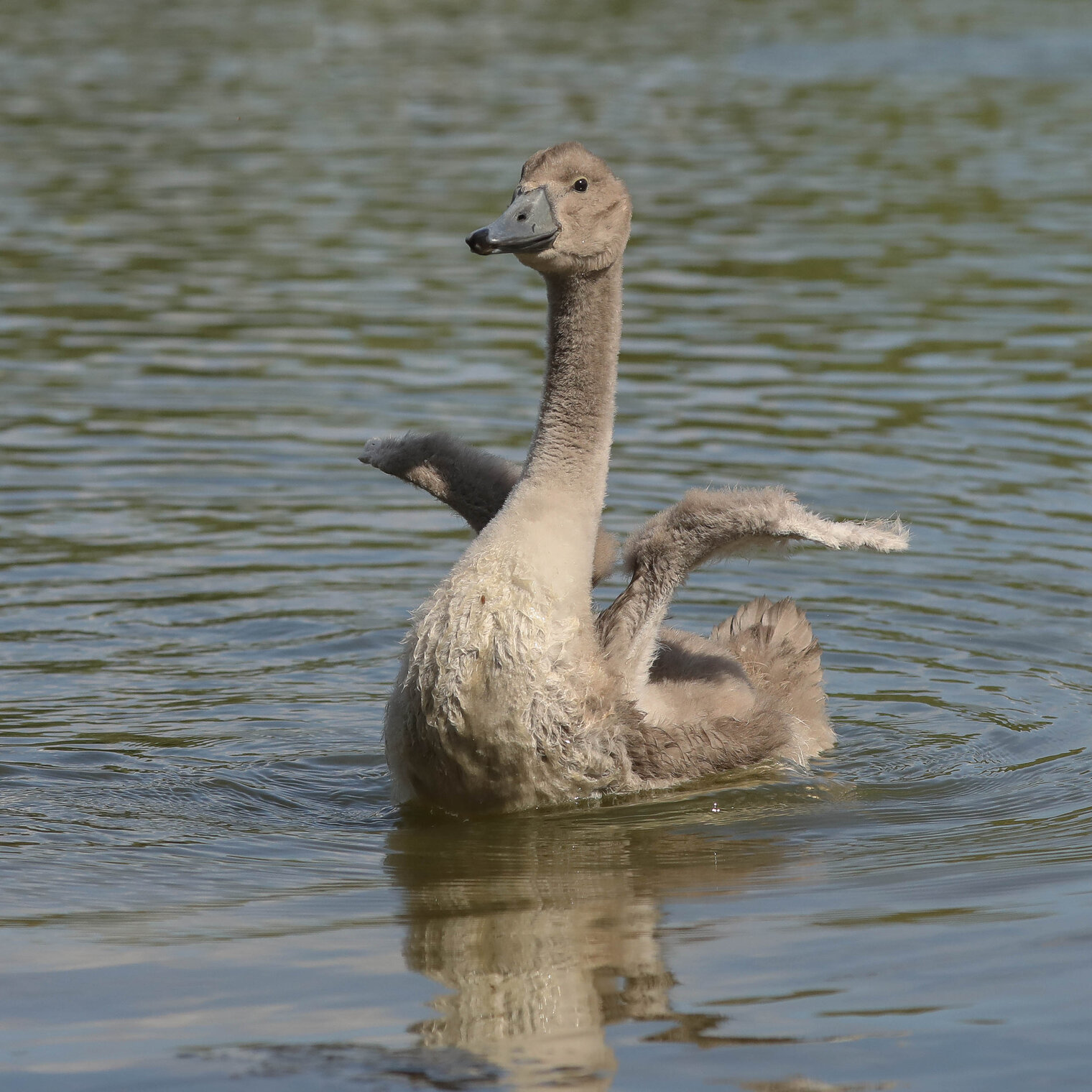 Я тоже буду сногсшибательно красивым!