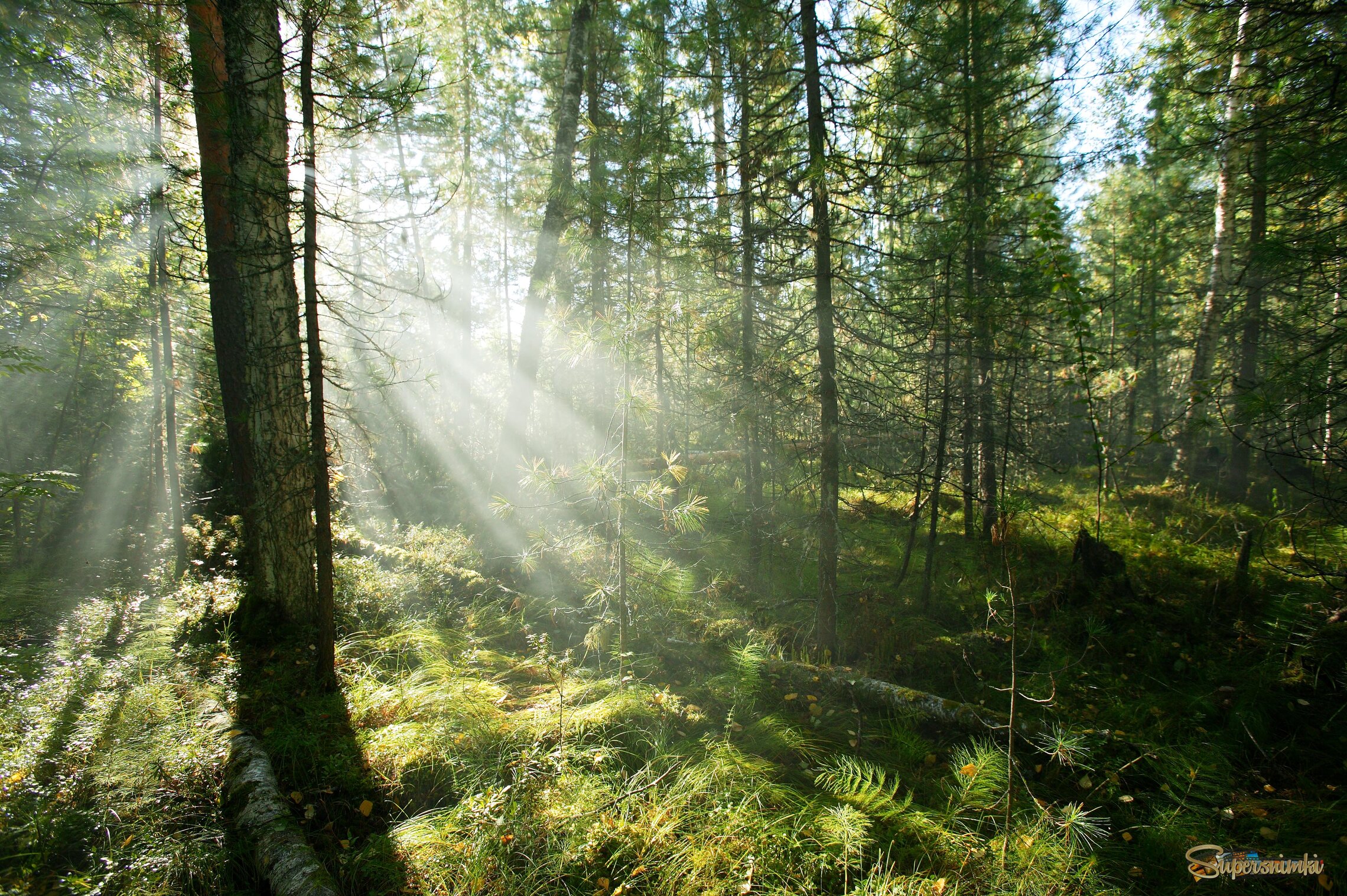 Большое Васюганское болото***